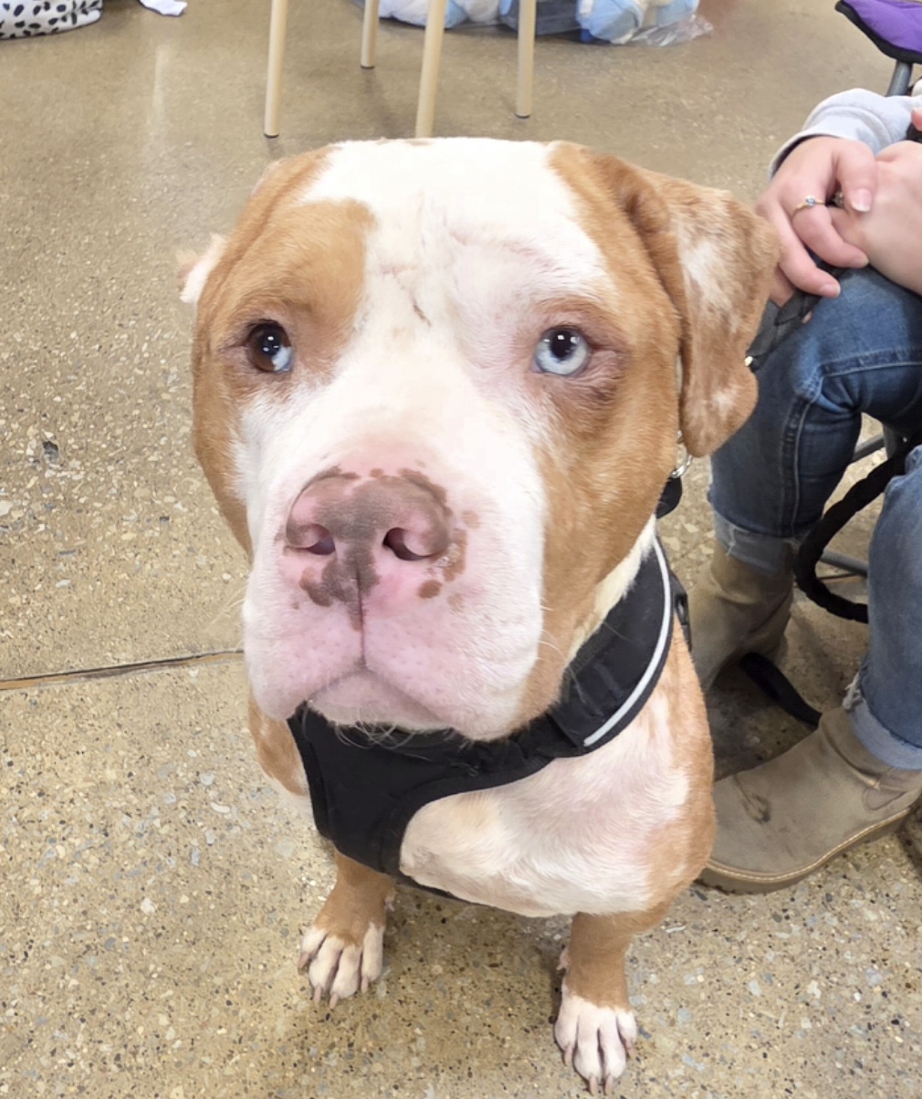 AMERICAN PIT BULL TERRIER