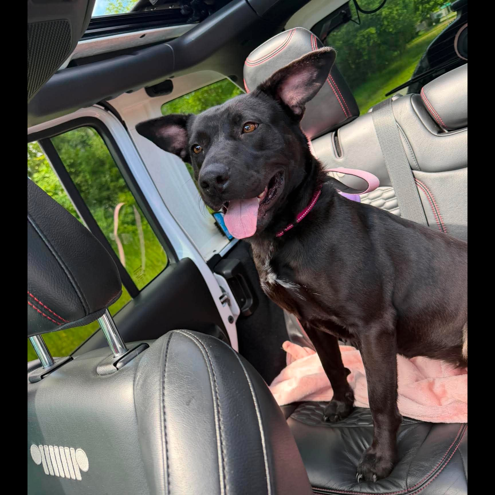 Lulu: Adopt or Forever Foster