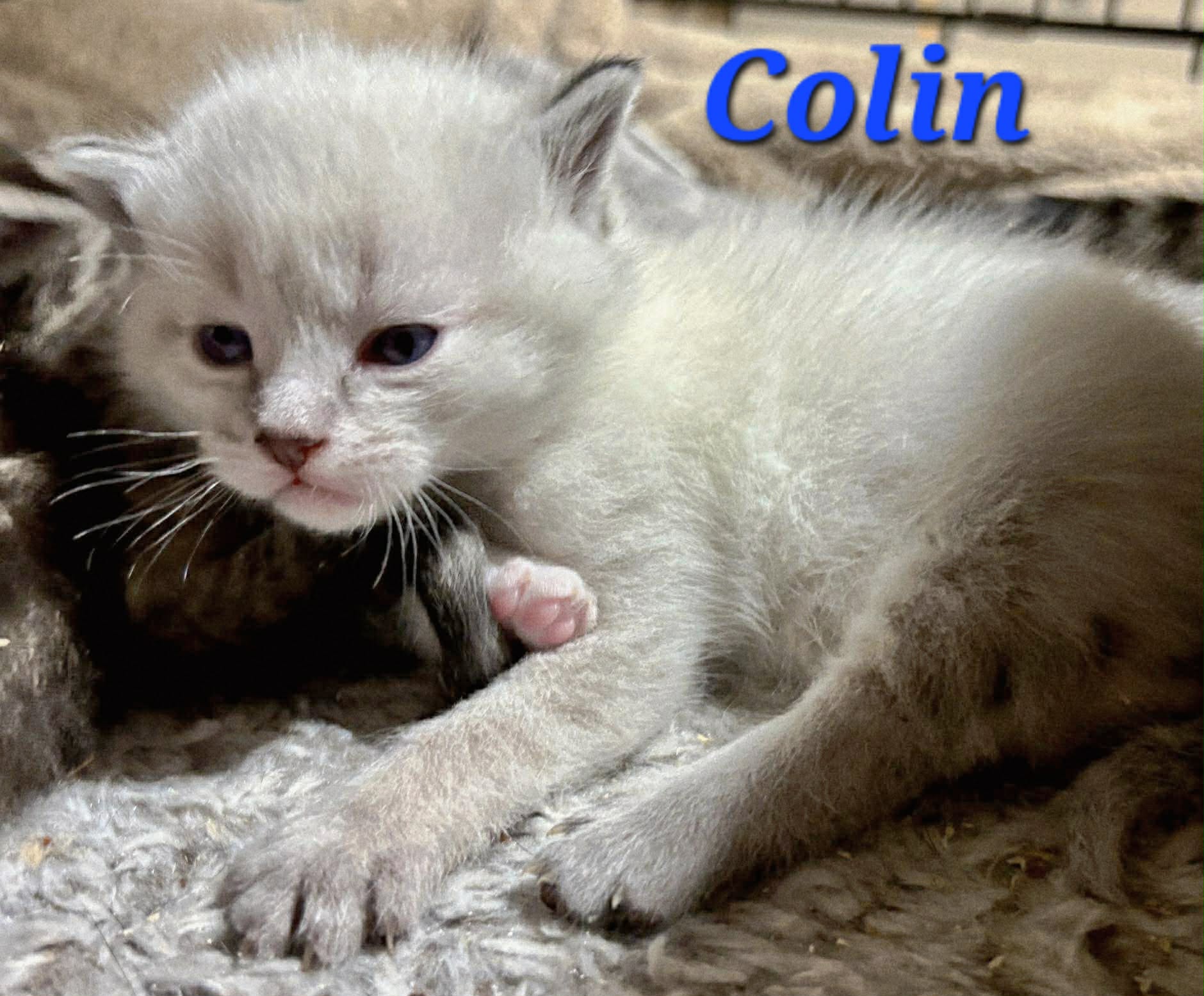 Colin -  (mom Bridget)
