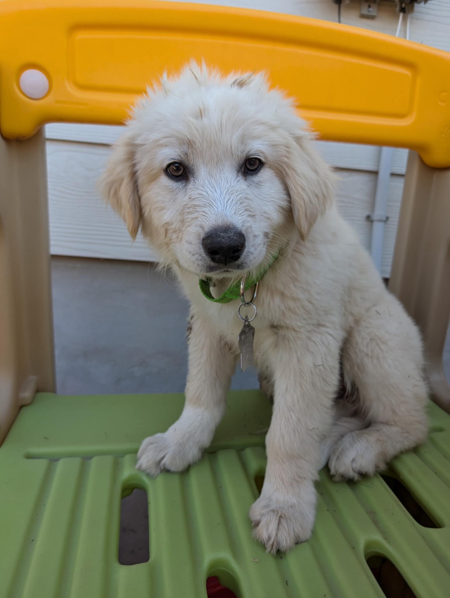 Adopt Jelly /LUMI - Female Great Pyrenees in San Antonio, TX | Texas ...