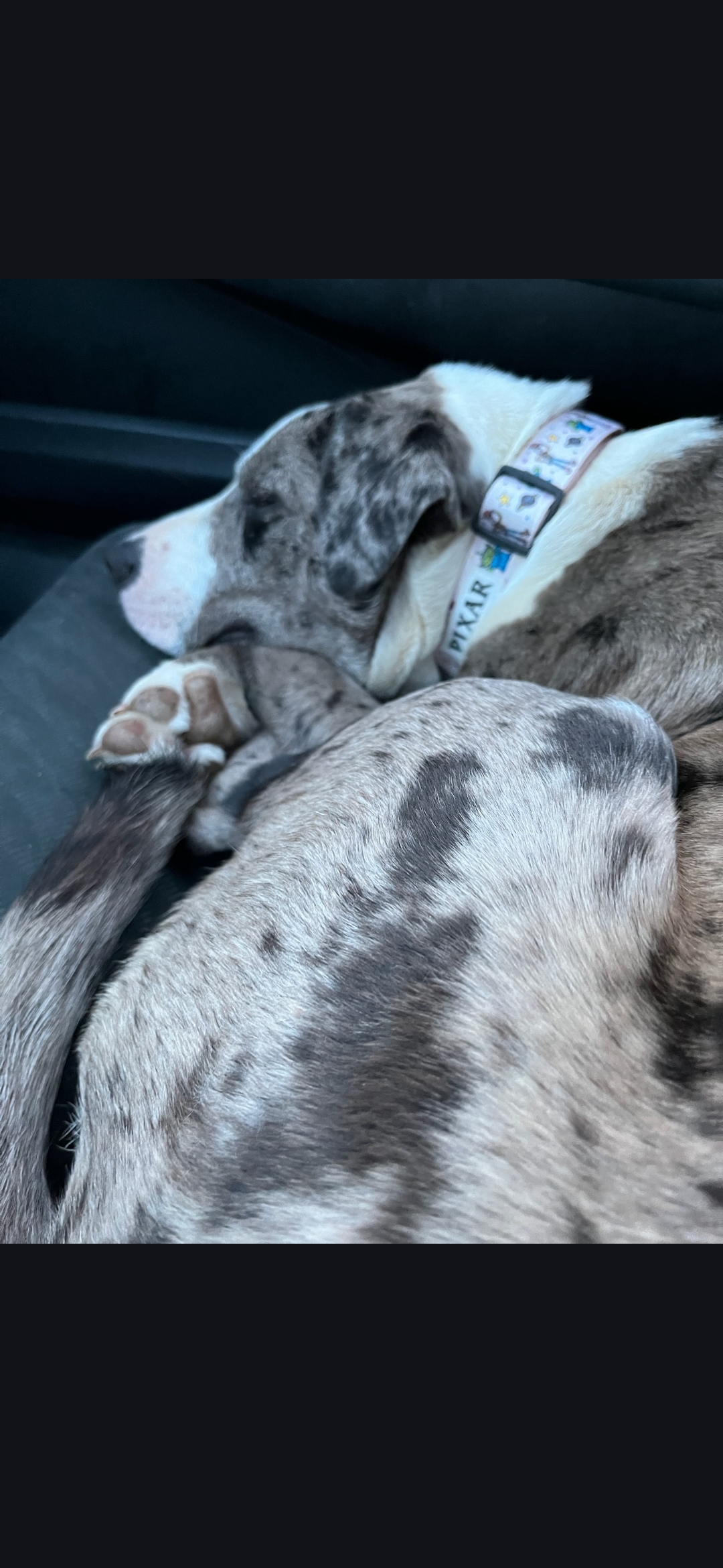 CATAHOULA LEOPARD DOG