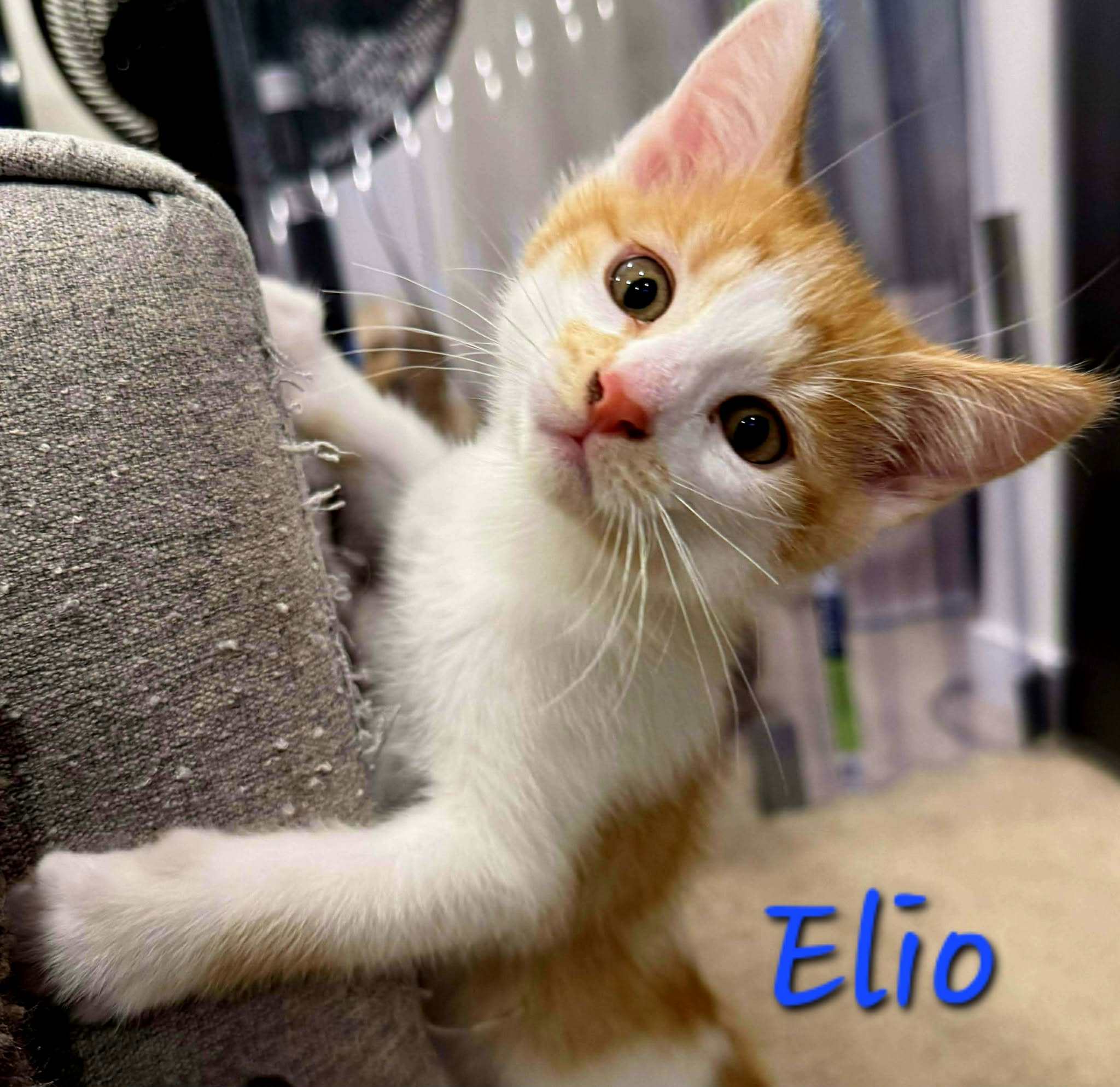 Elio - (Elysia mom)