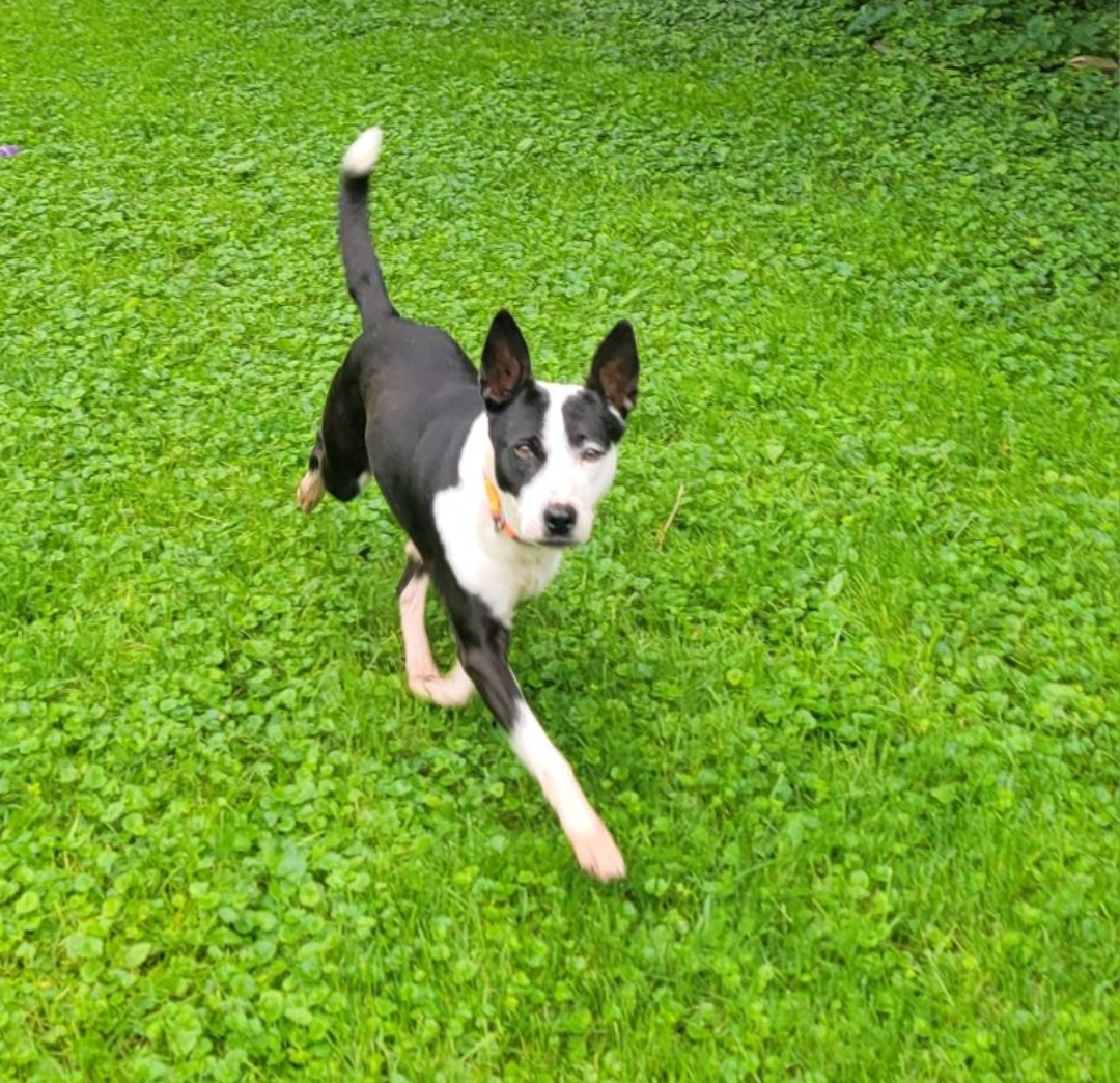 AUSTRALIAN CATTLE DOG