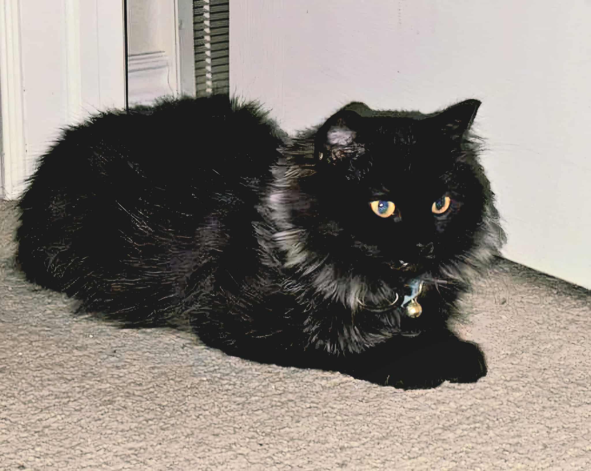  Nikita