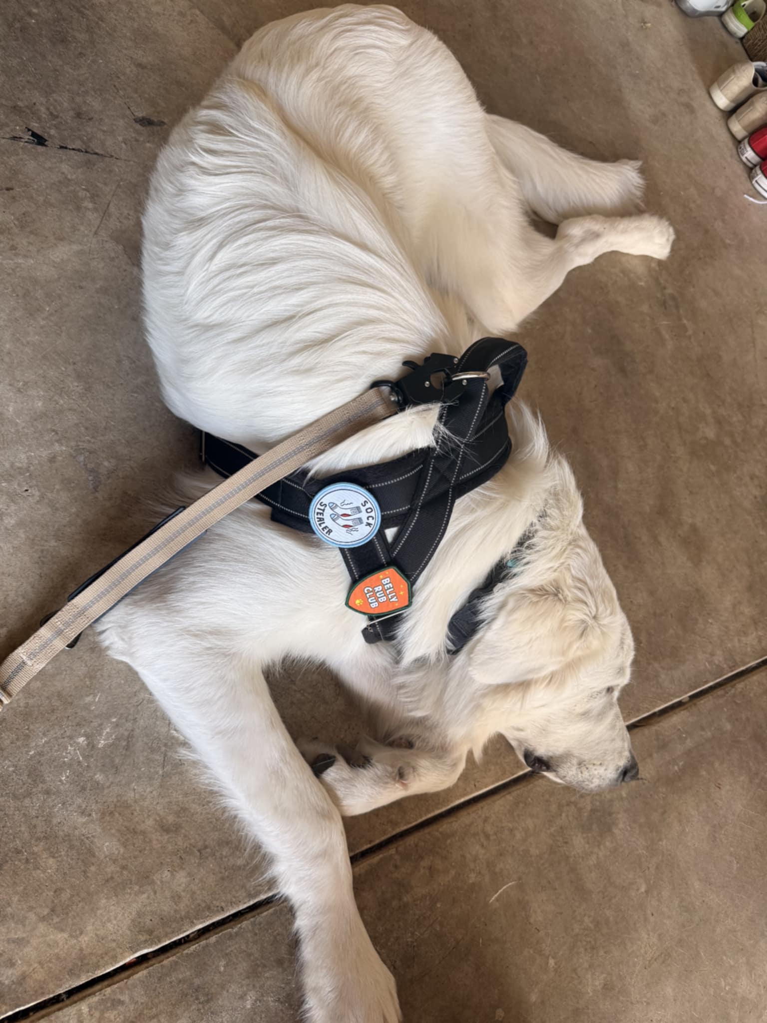 Otis