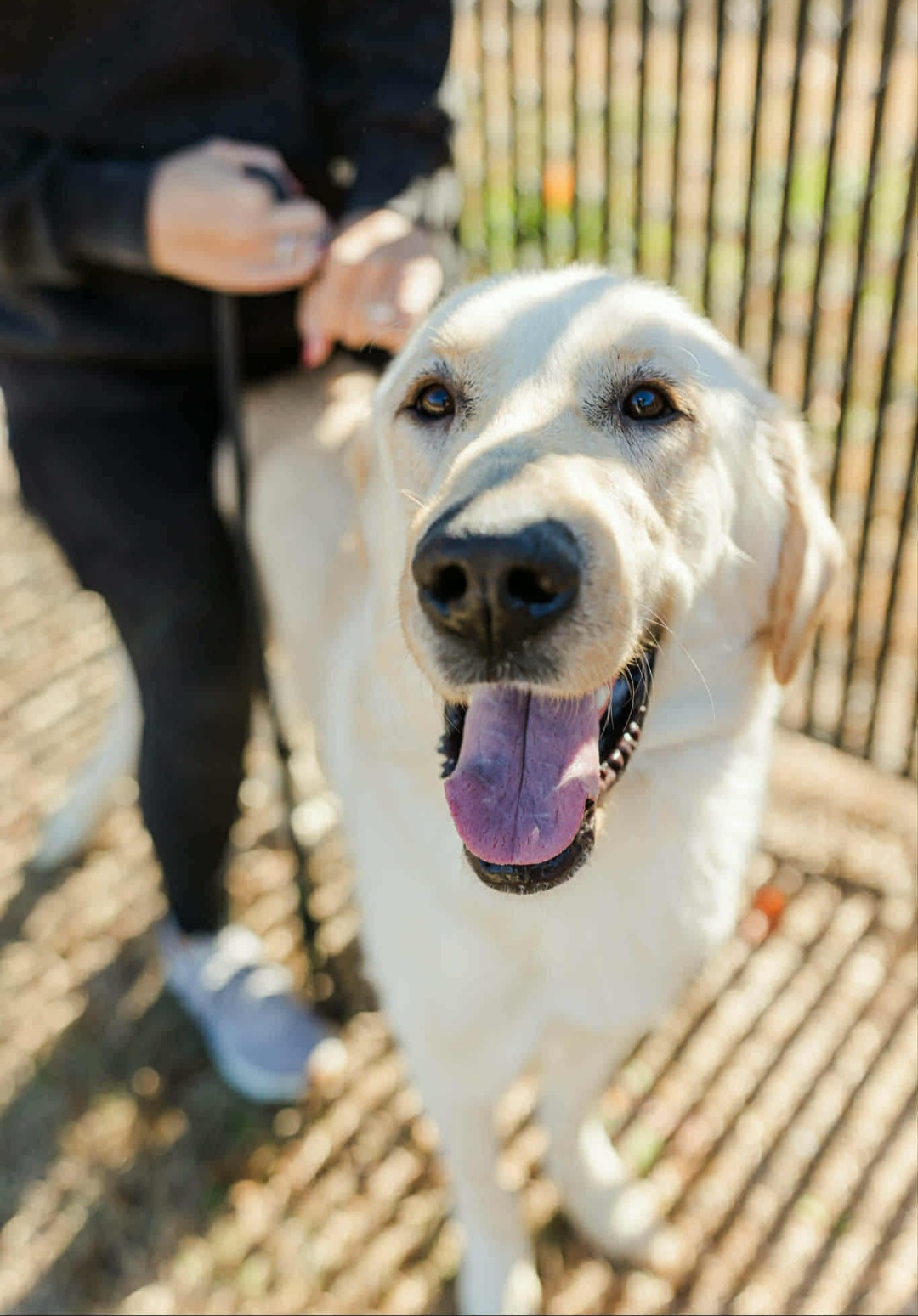 GREAT PYRENEES, LABRADOR RETRIEVER, GOLDEN RETRIEVER