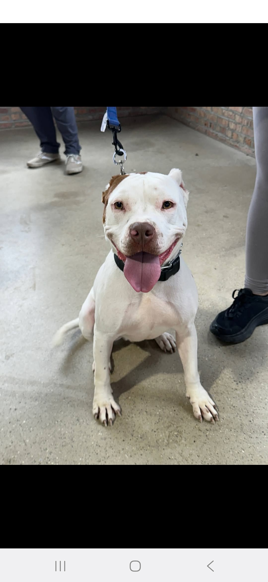 AMERICAN PIT BULL TERRIER