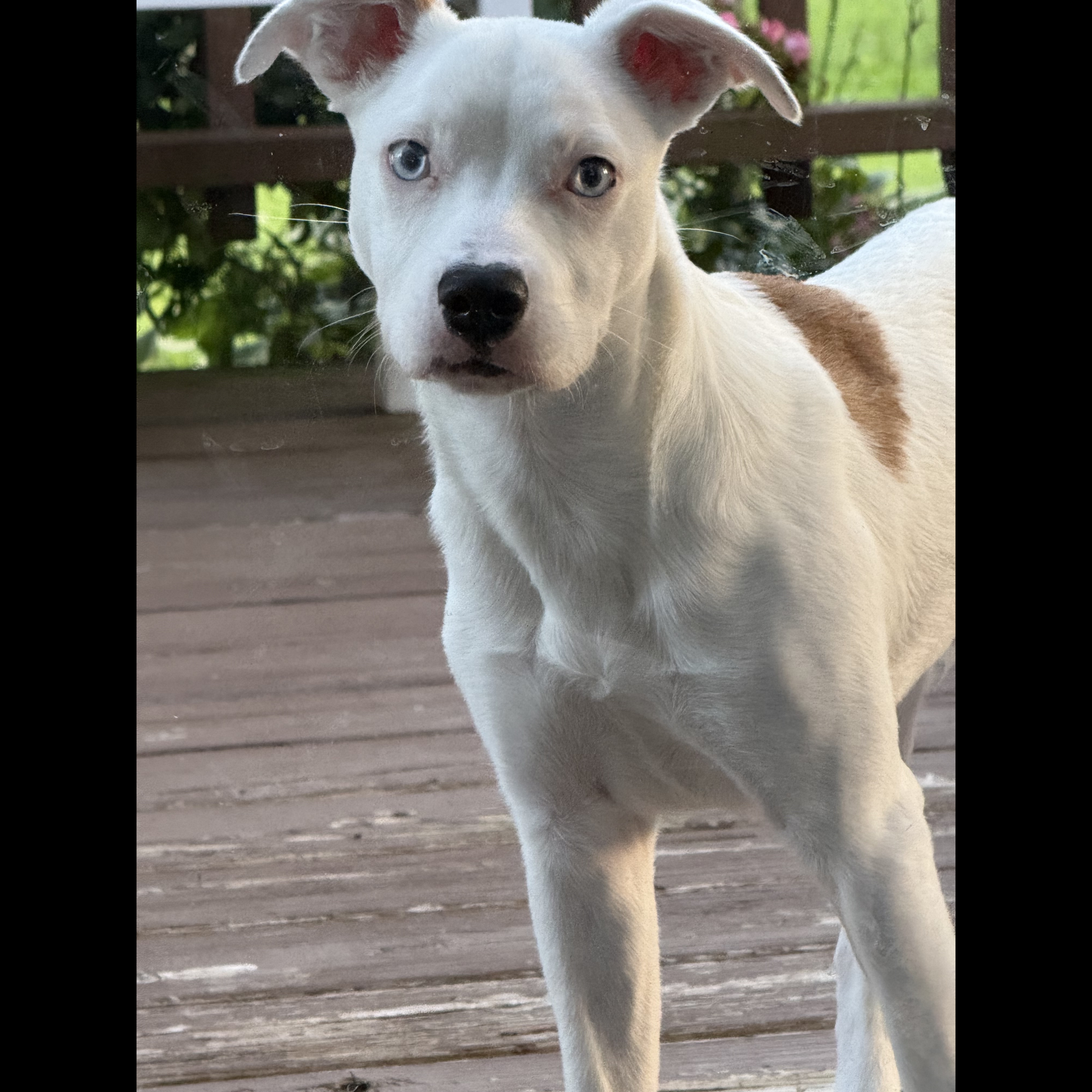 Milo