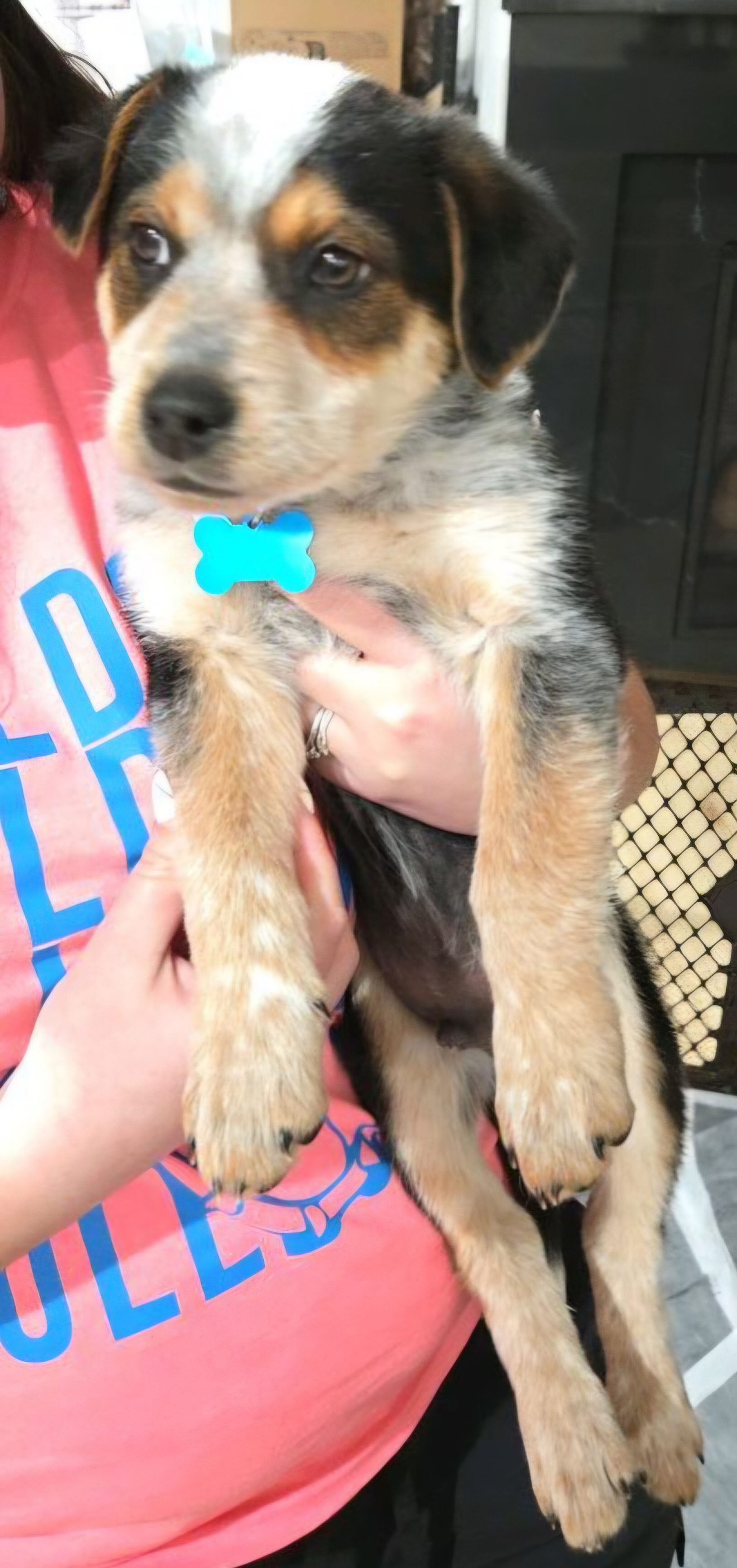 AUSTRALIAN CATTLE DOG