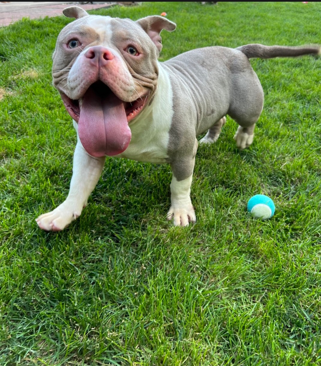 AMERICAN STAFFORDSHIRE TERRIER