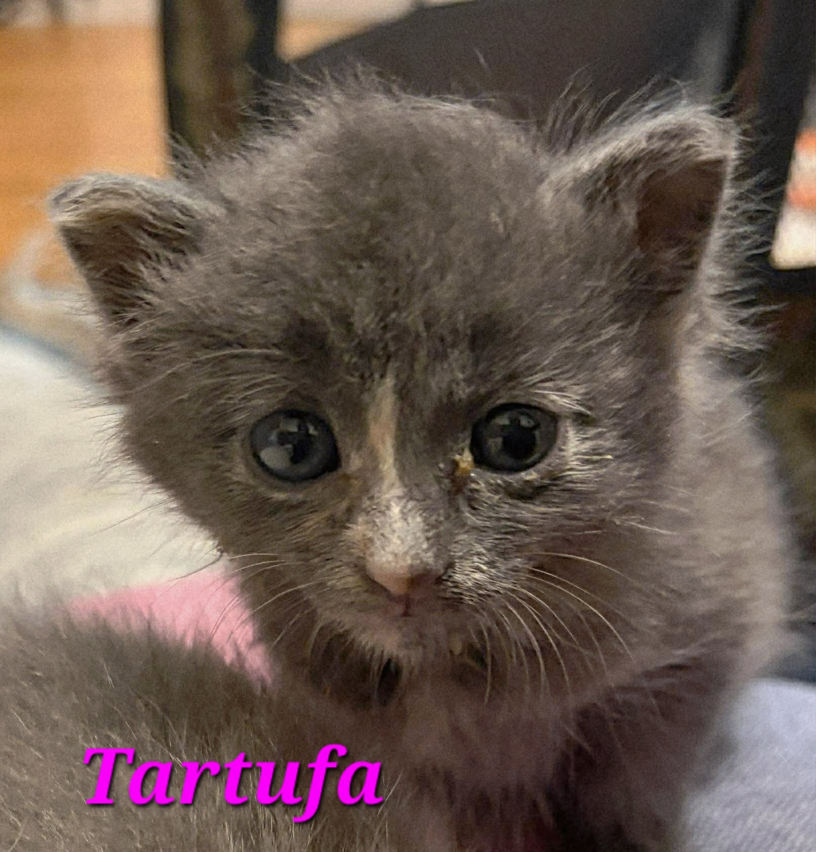 Tartufa
