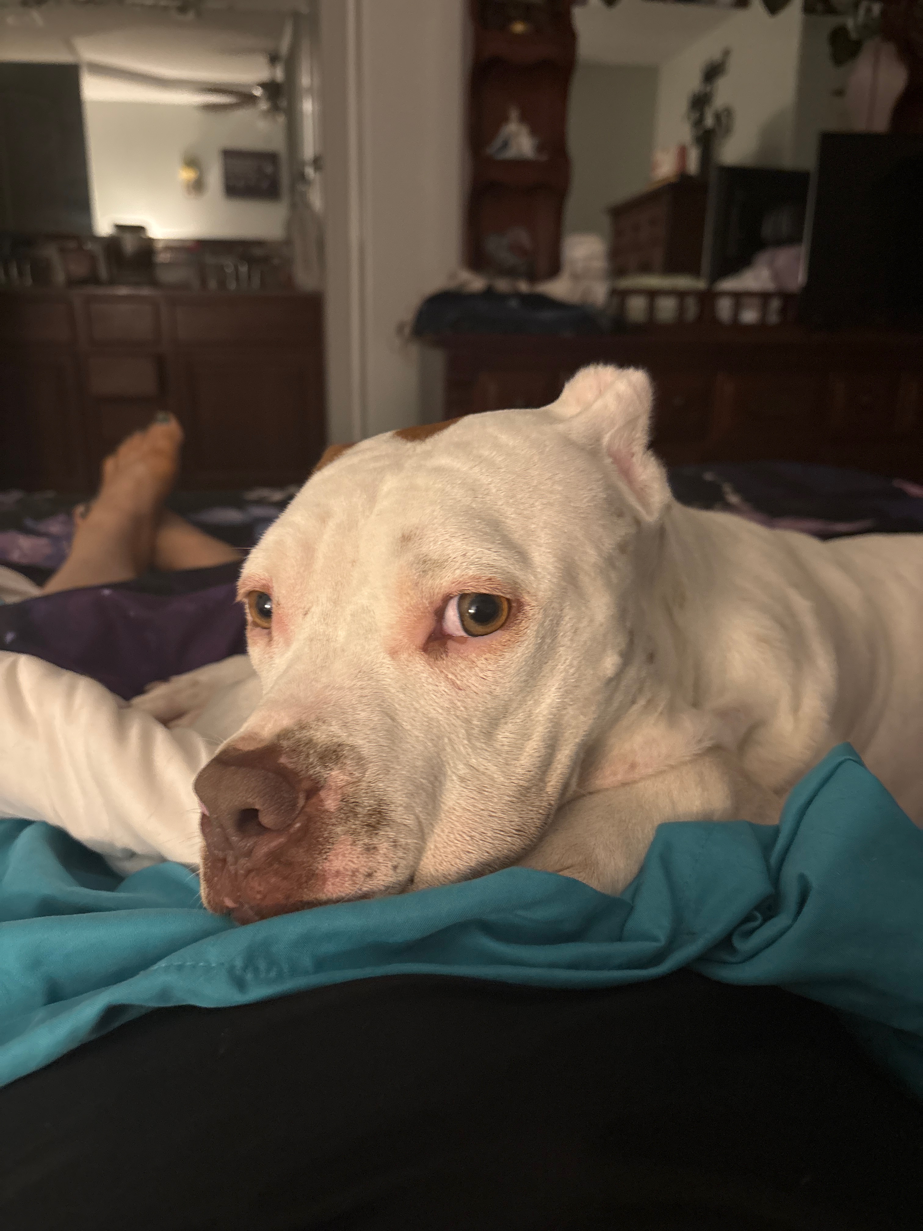 AMERICAN PIT BULL TERRIER