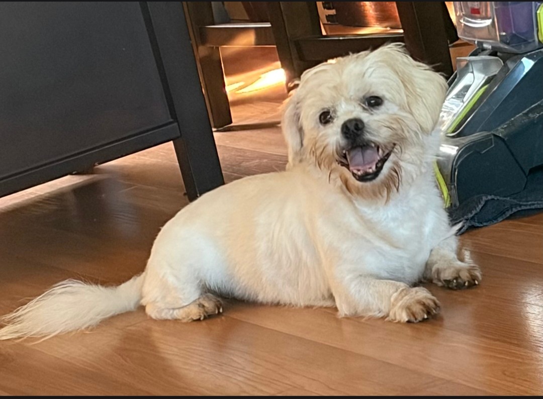 SHIH TZU