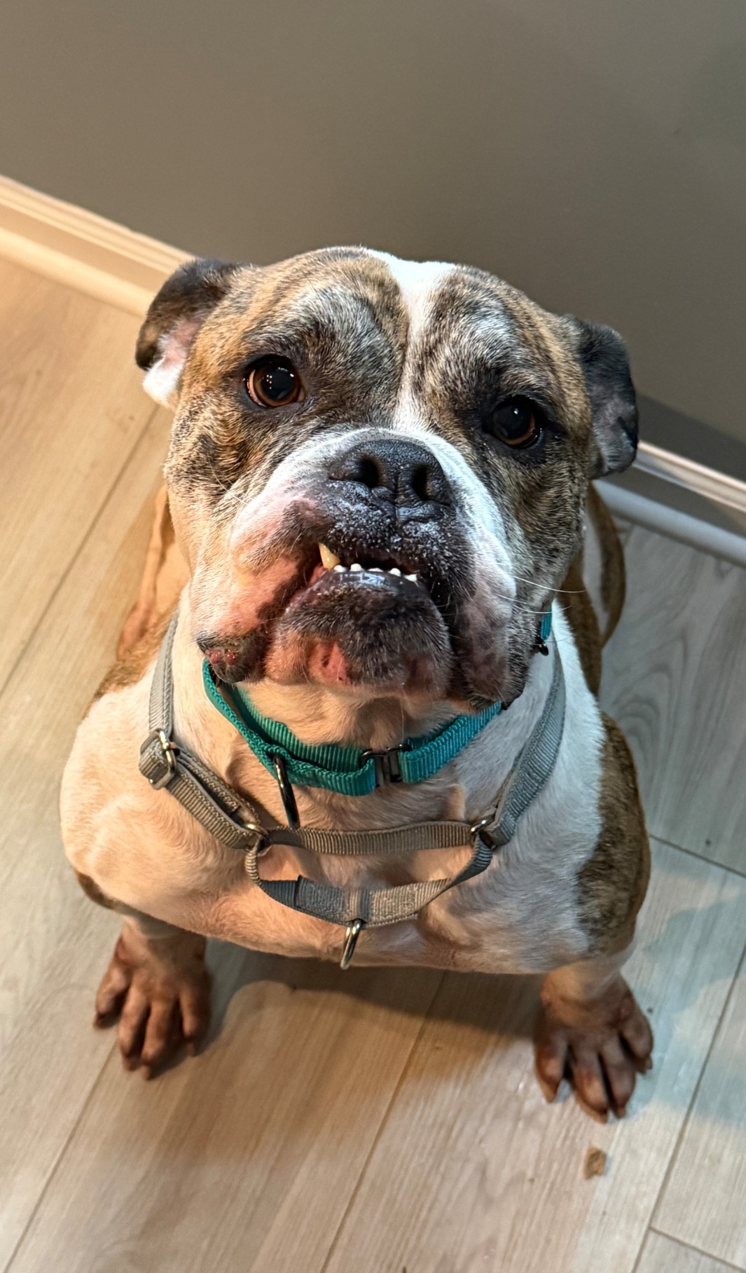 BULLDOG