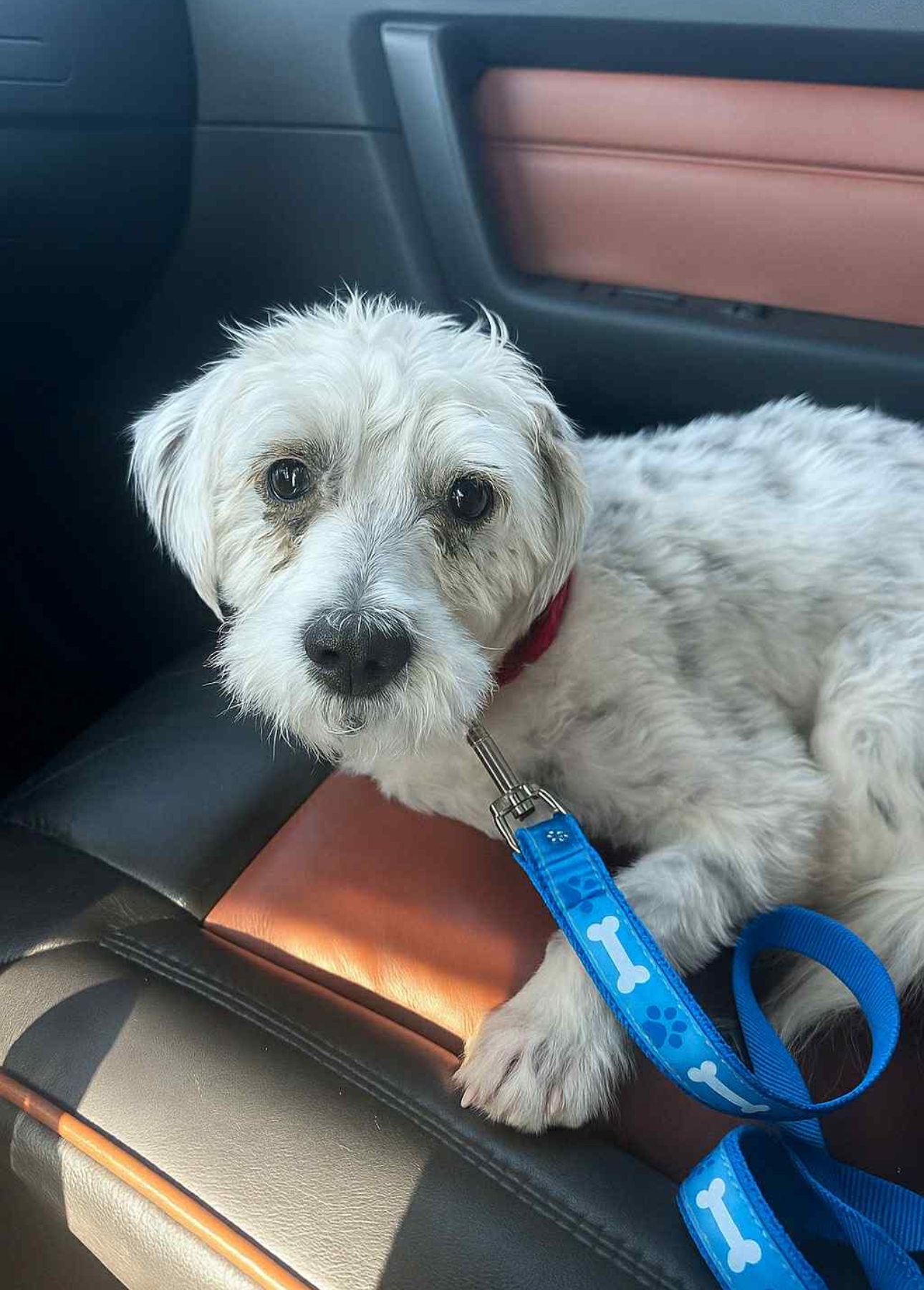 MALTESE, STANDARD SCHNAUZER