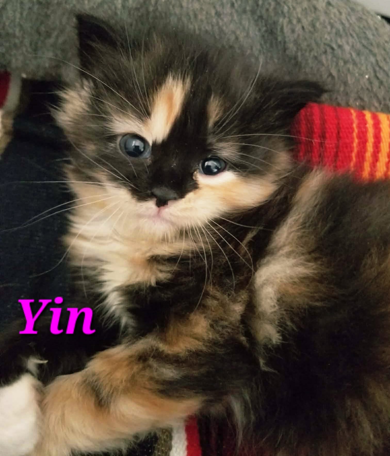 Yin - (mom Jaziel)