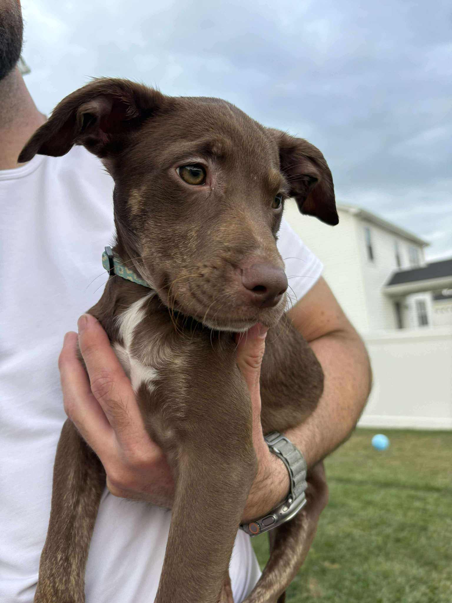 LABRADOR RETRIEVER
