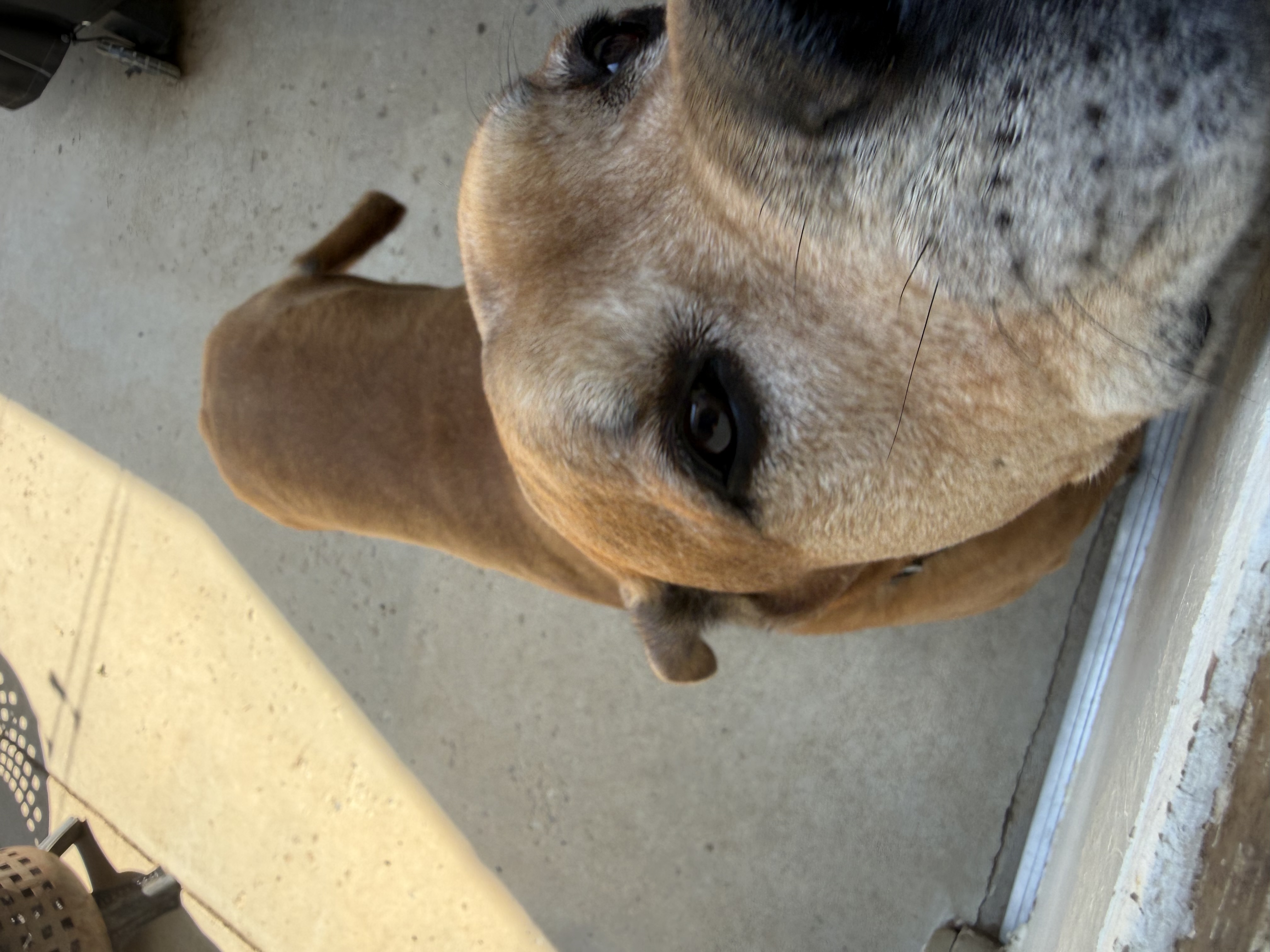 Clifford, photo 4