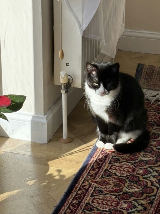Bella