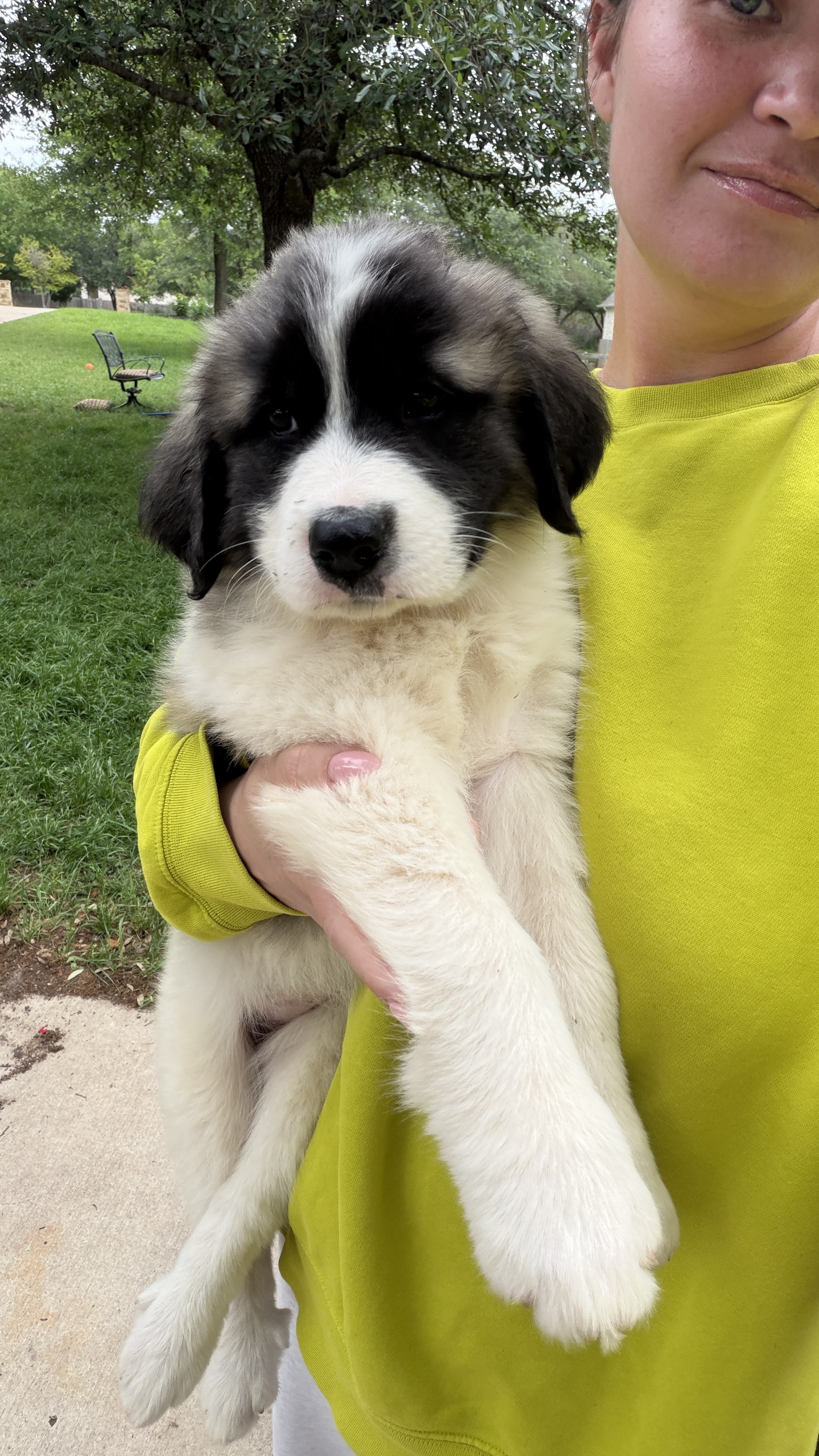 Adopt Sugar NA Beatrice - Female Great Pyrenees in Austin, TX | Texas ...