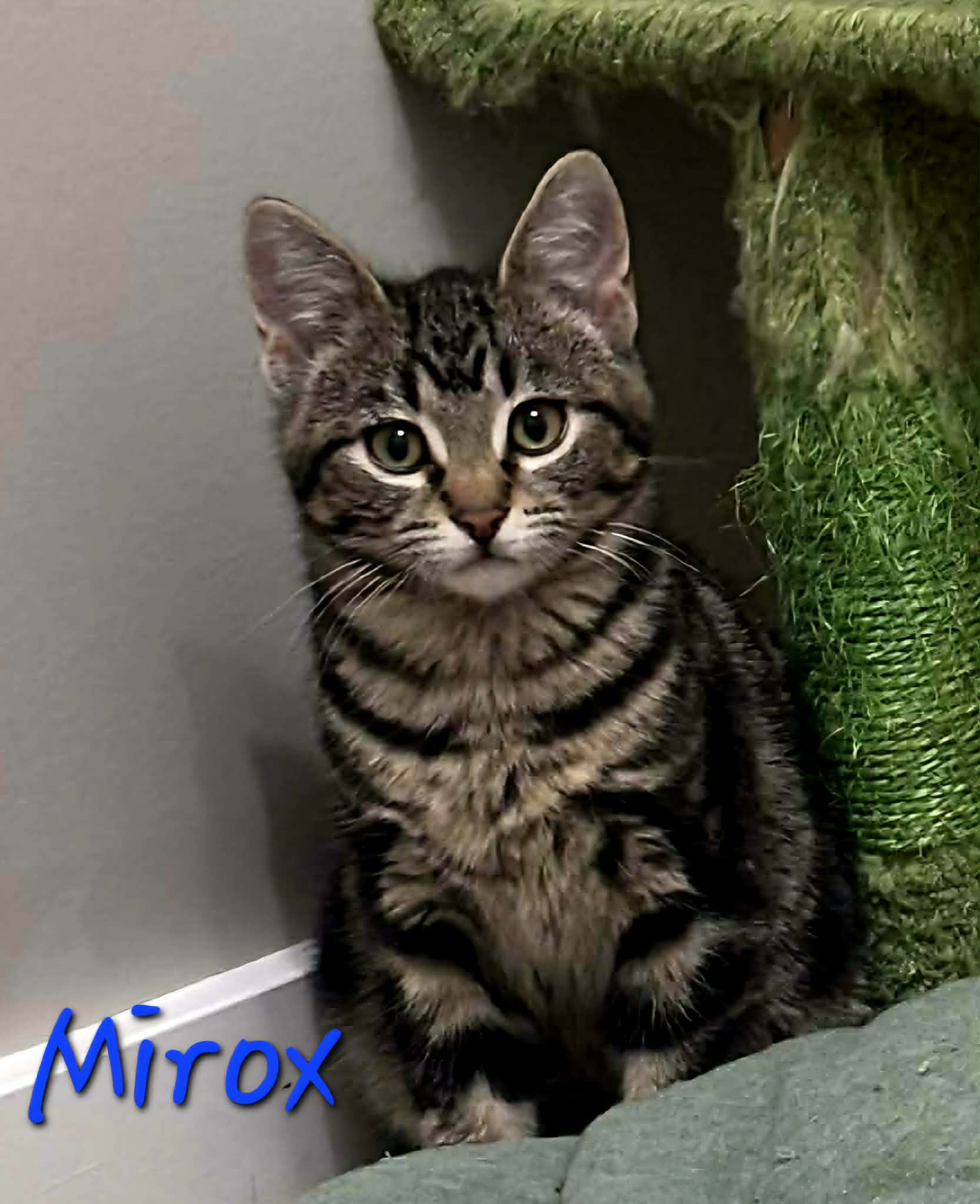 Mirox 