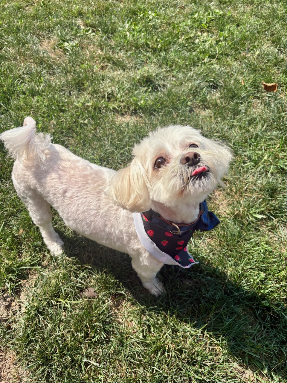 MALTESE, SHIH TZU, LHASA APSO