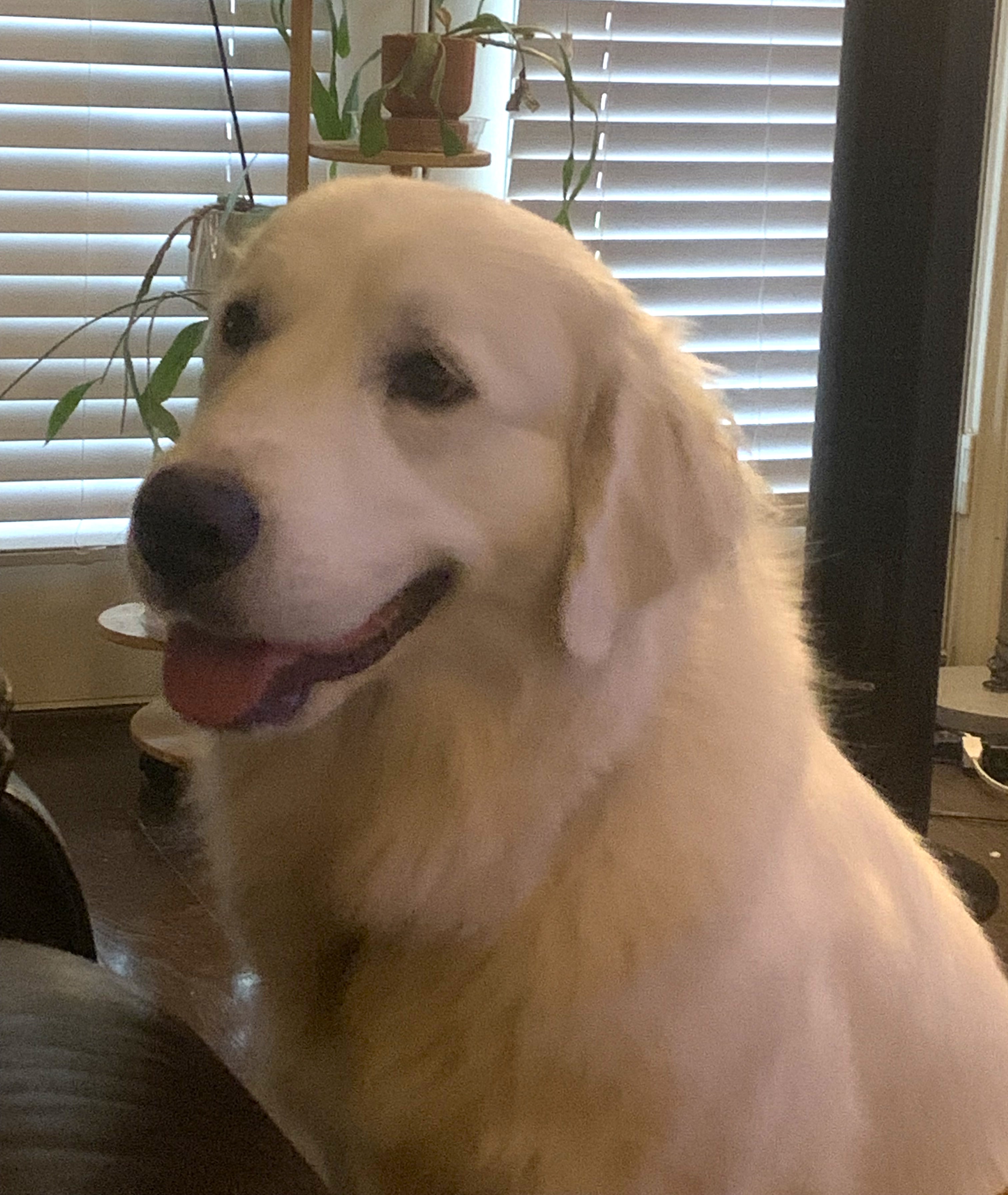 Delilah