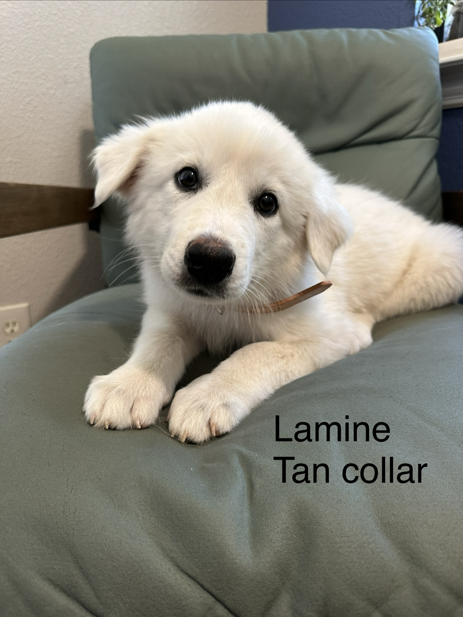 Lamine