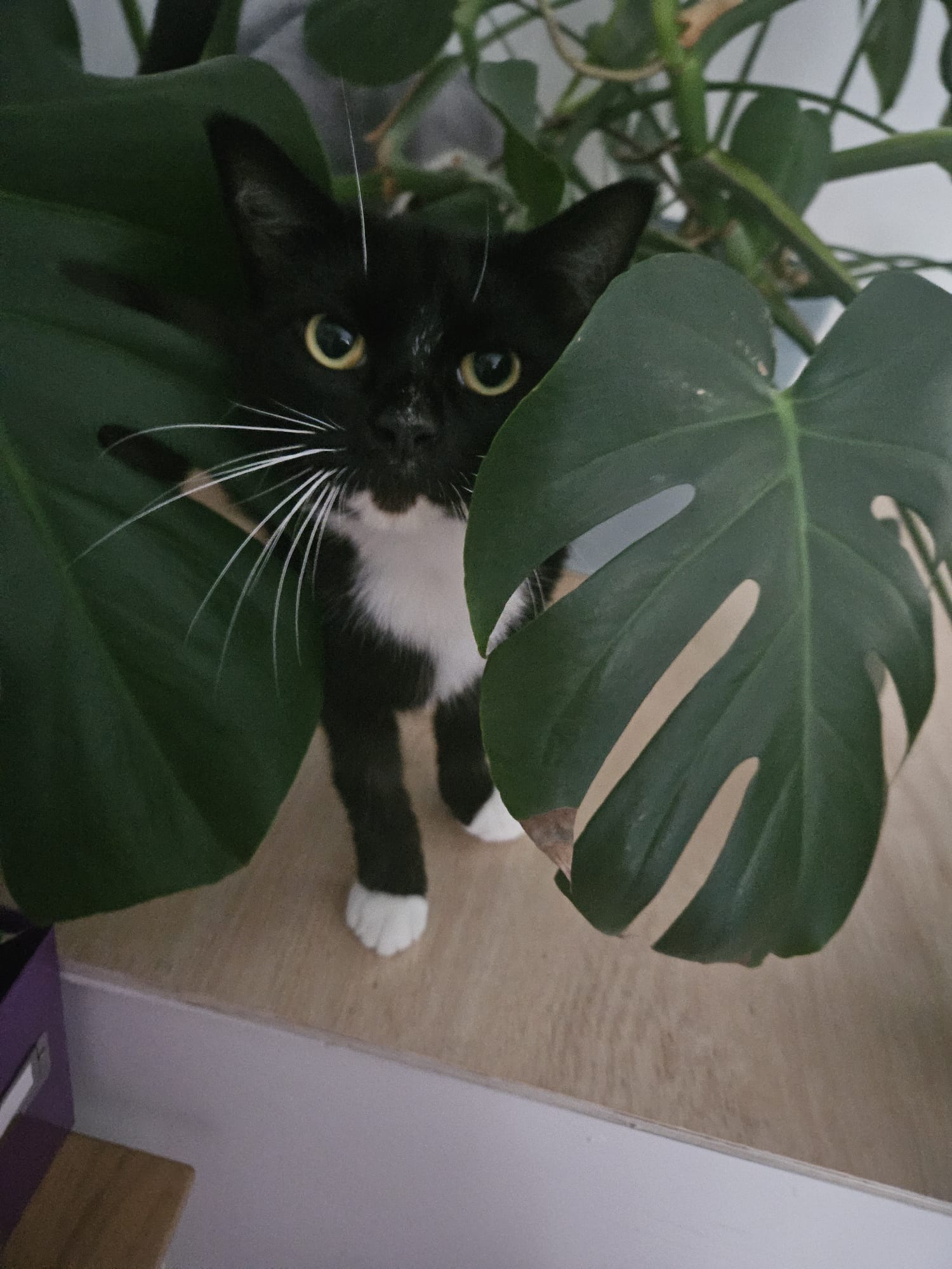 Nova