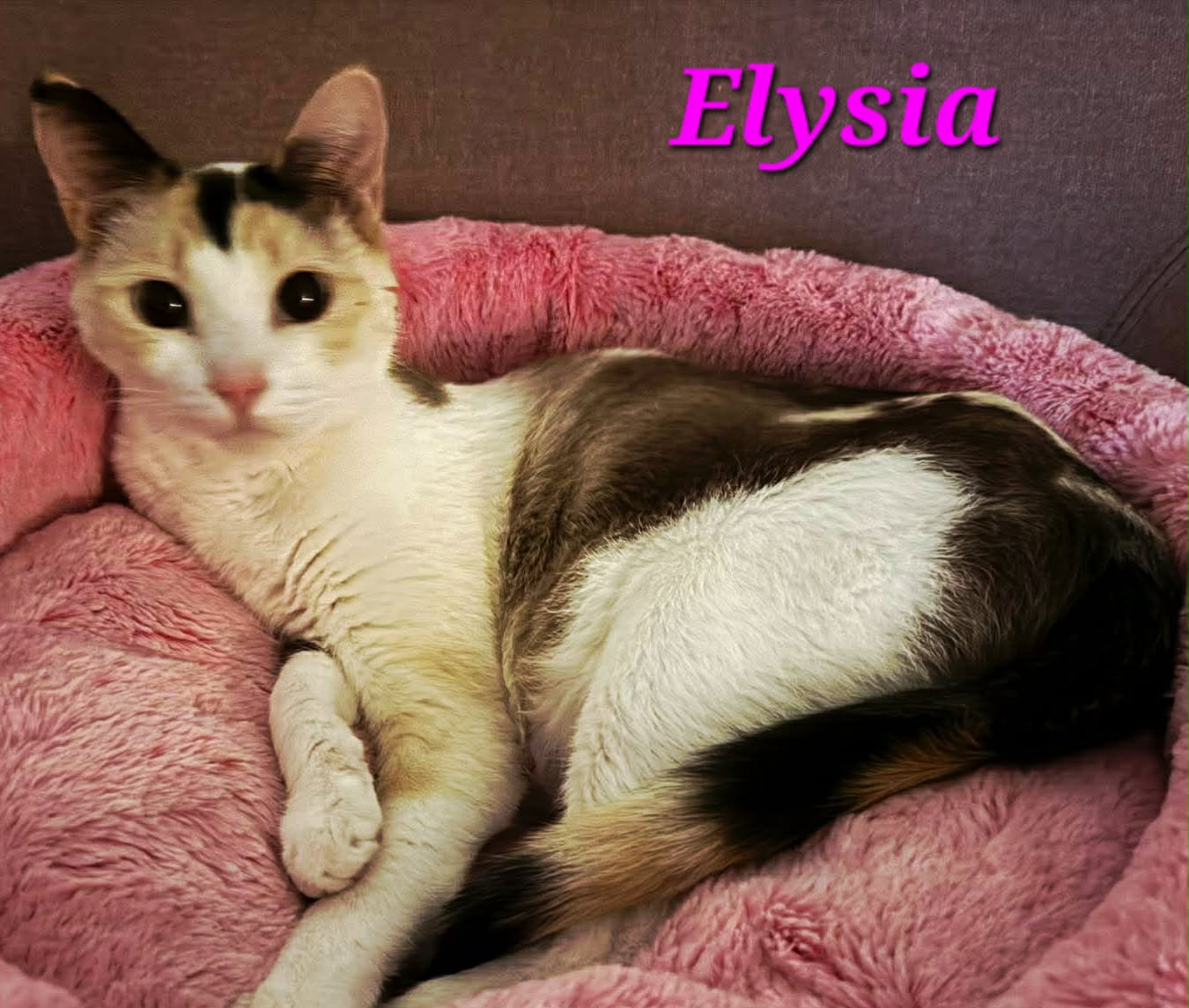 Elysia