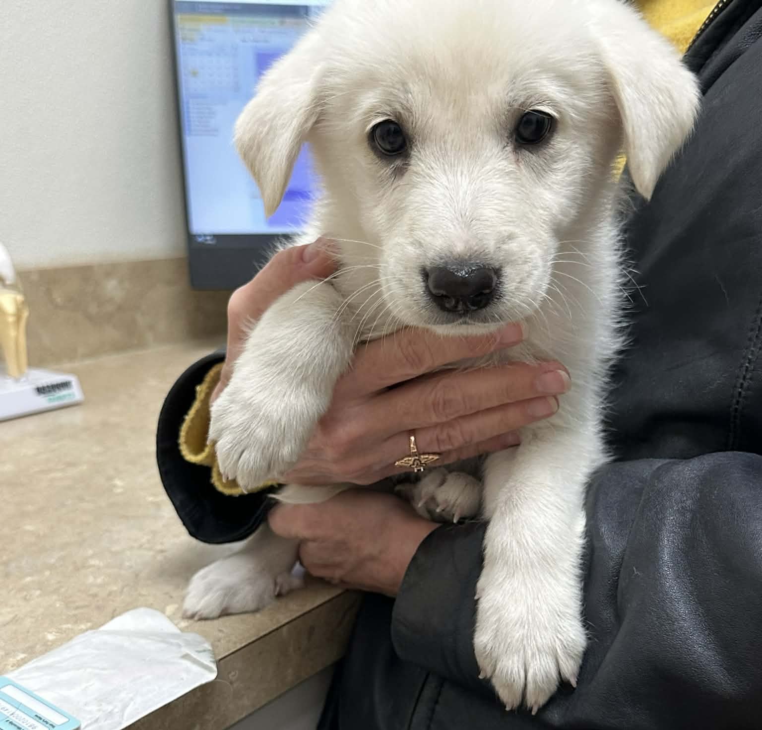 Zuria Lily  The Bear Litter