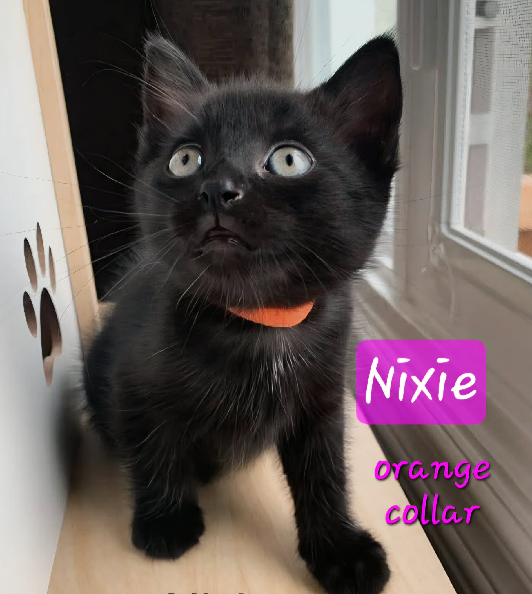 Nixie - (mom Selkie)