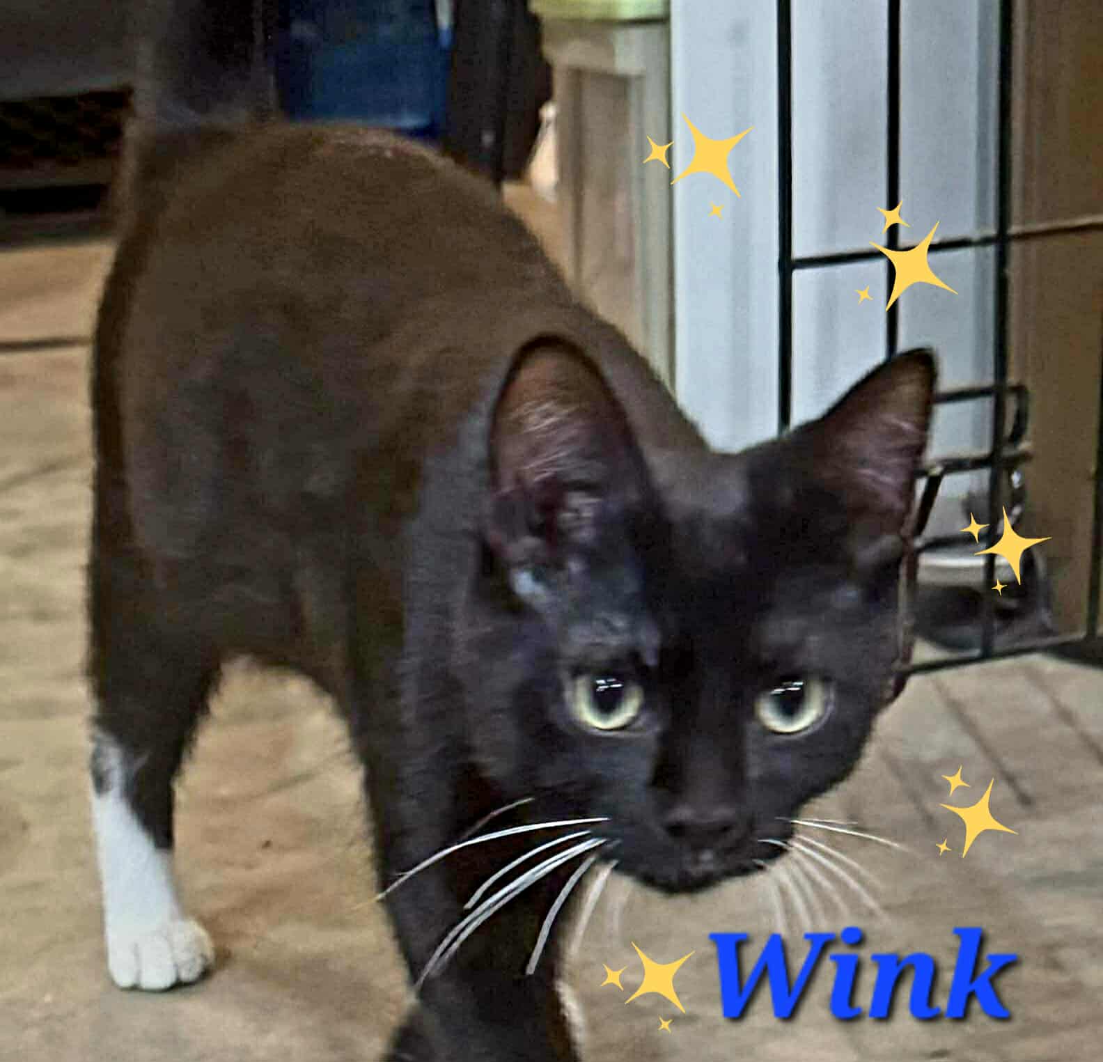 Wink