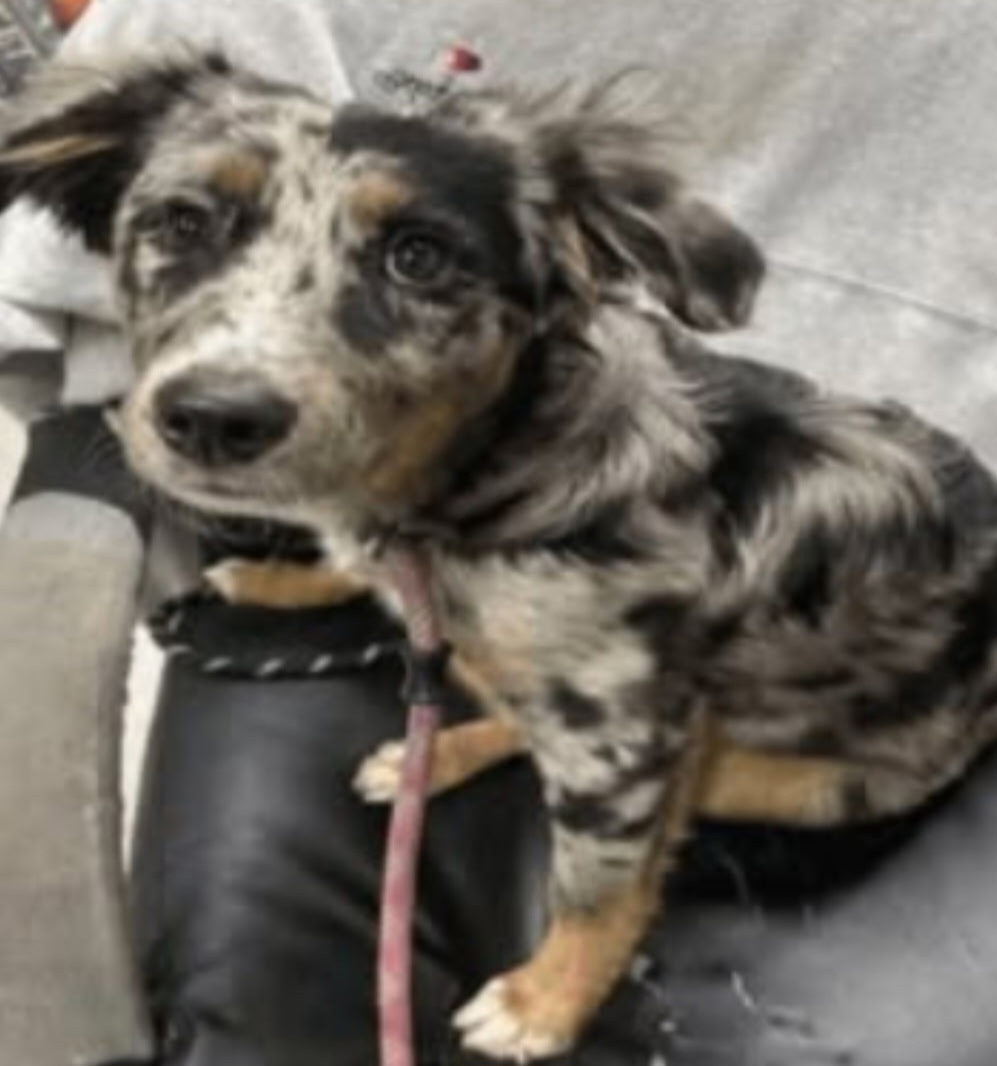 AUSTRALIAN SHEPHERD