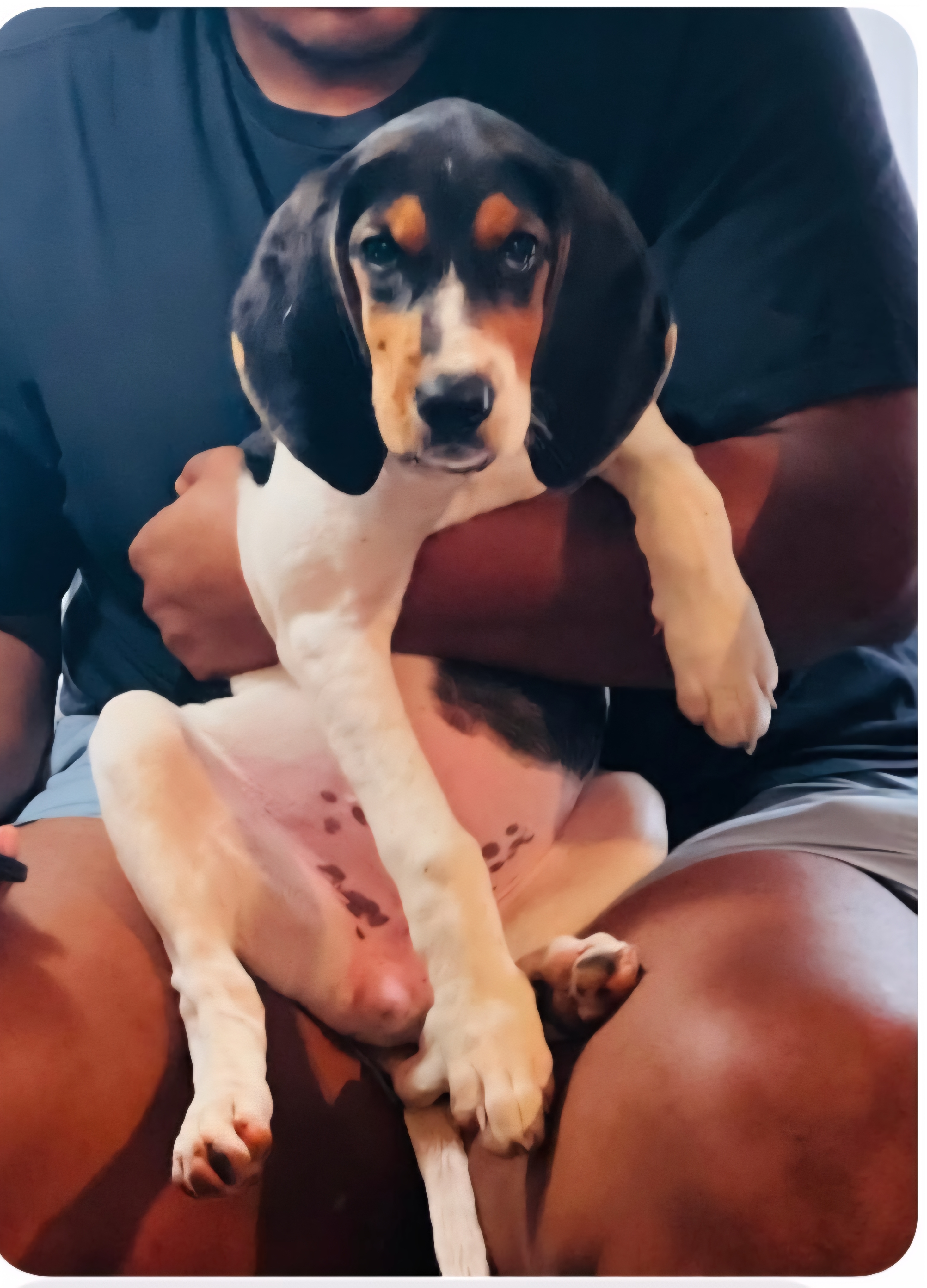 TREEING WALKER COONHOUND