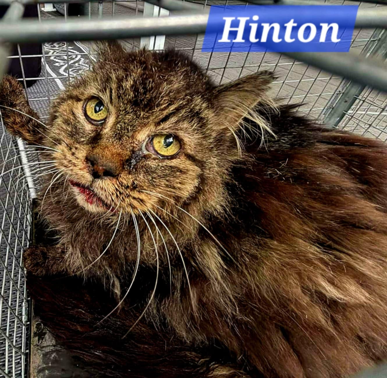 Hinton