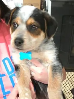 AUSTRALIAN CATTLE DOG