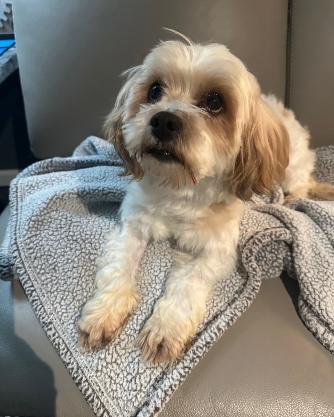 MINIATURE POODLE, SHIH TZU