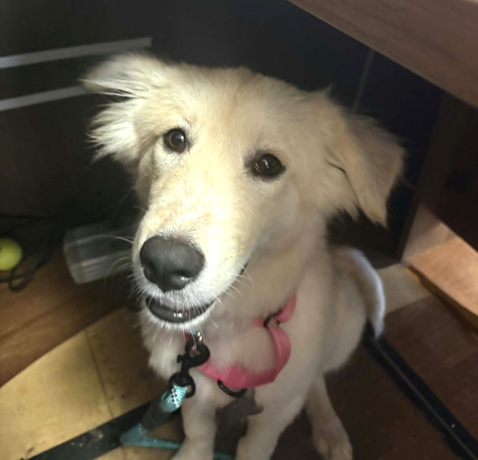 Fifi