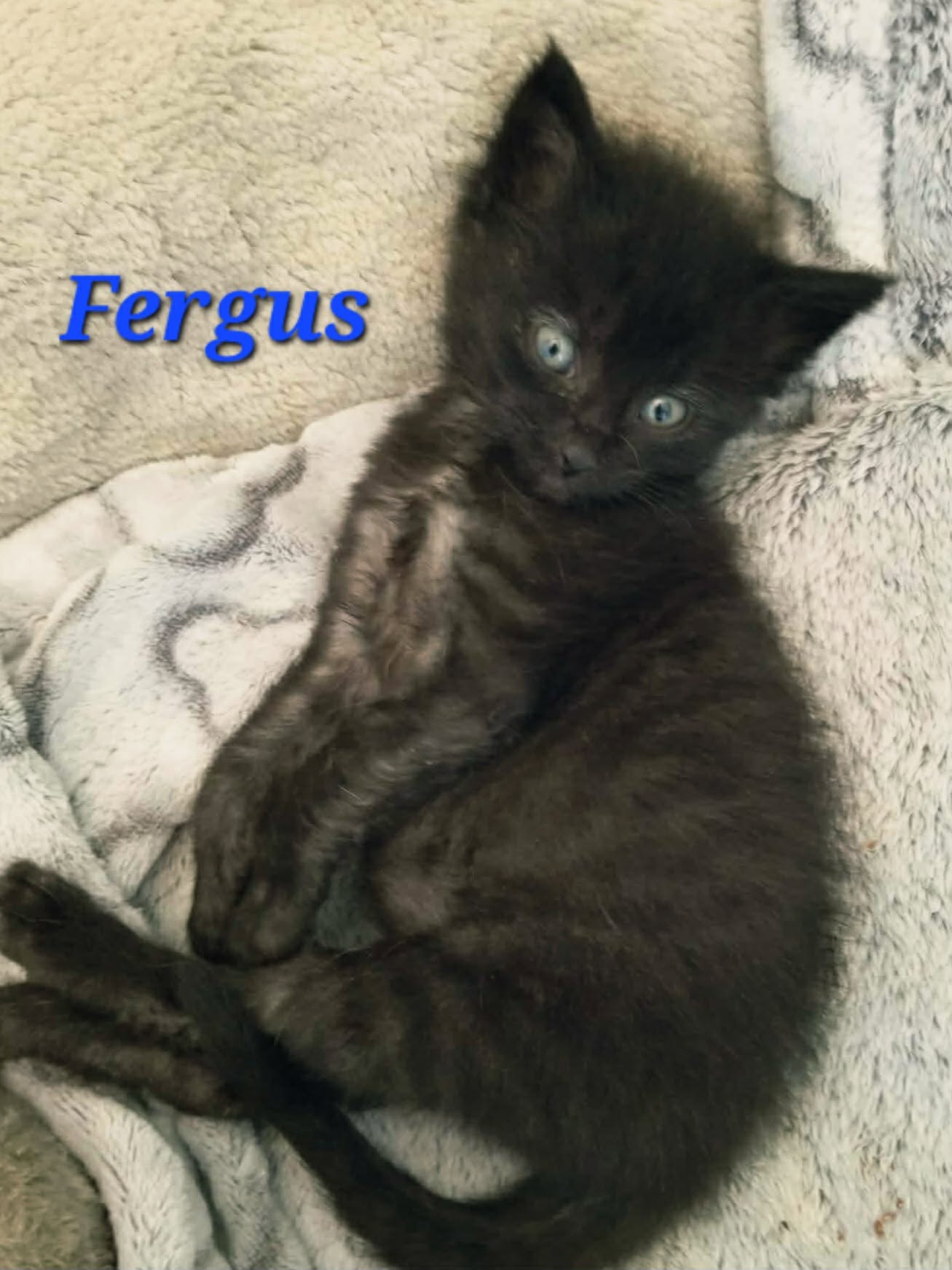 Fergus