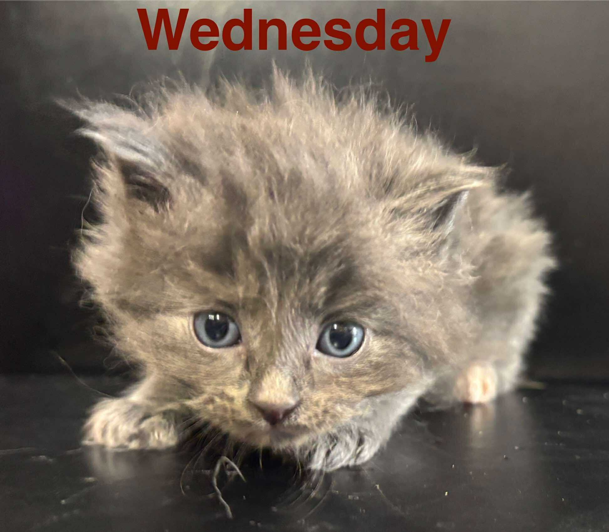Wednesday - Morticia (mom),