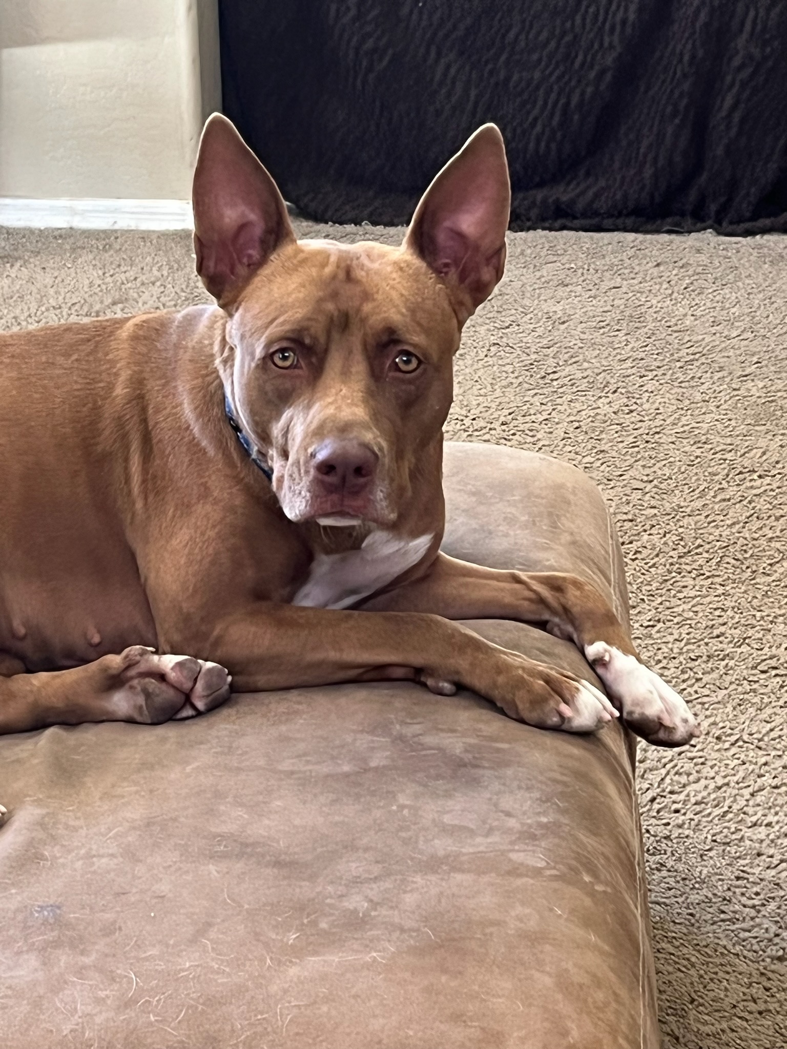 Molly, photo 2