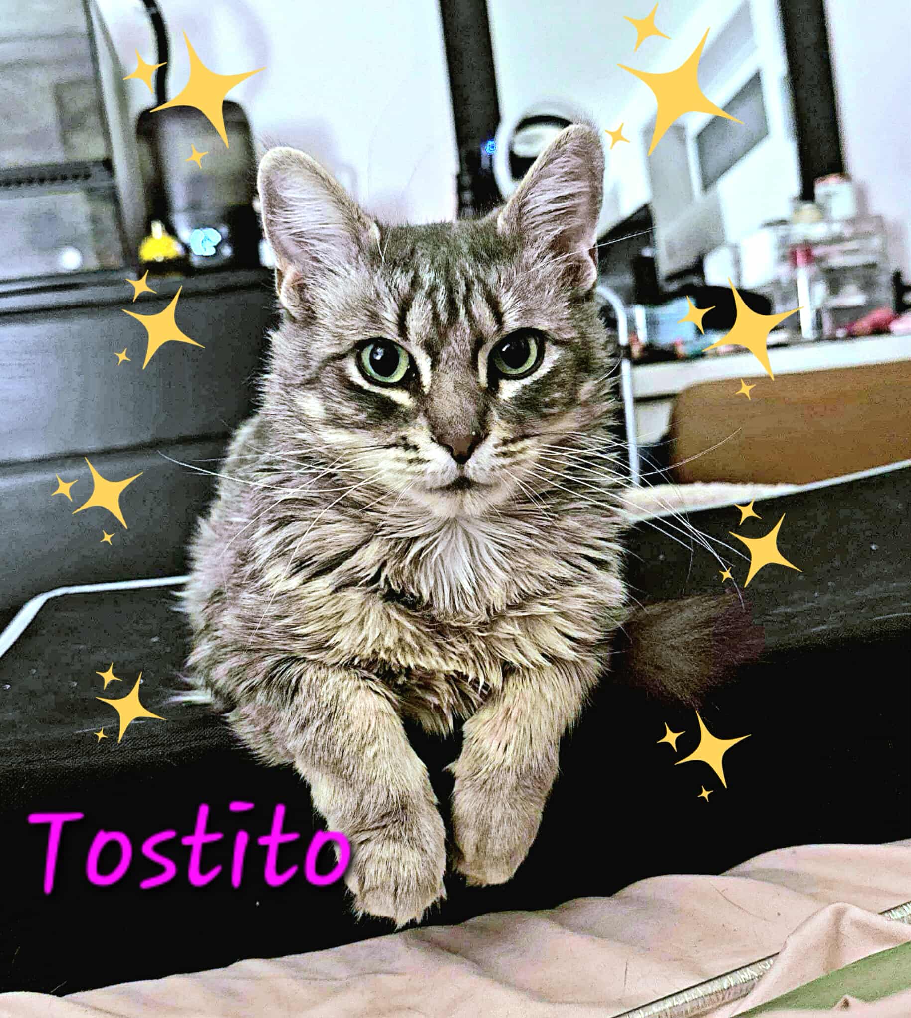 Tostito