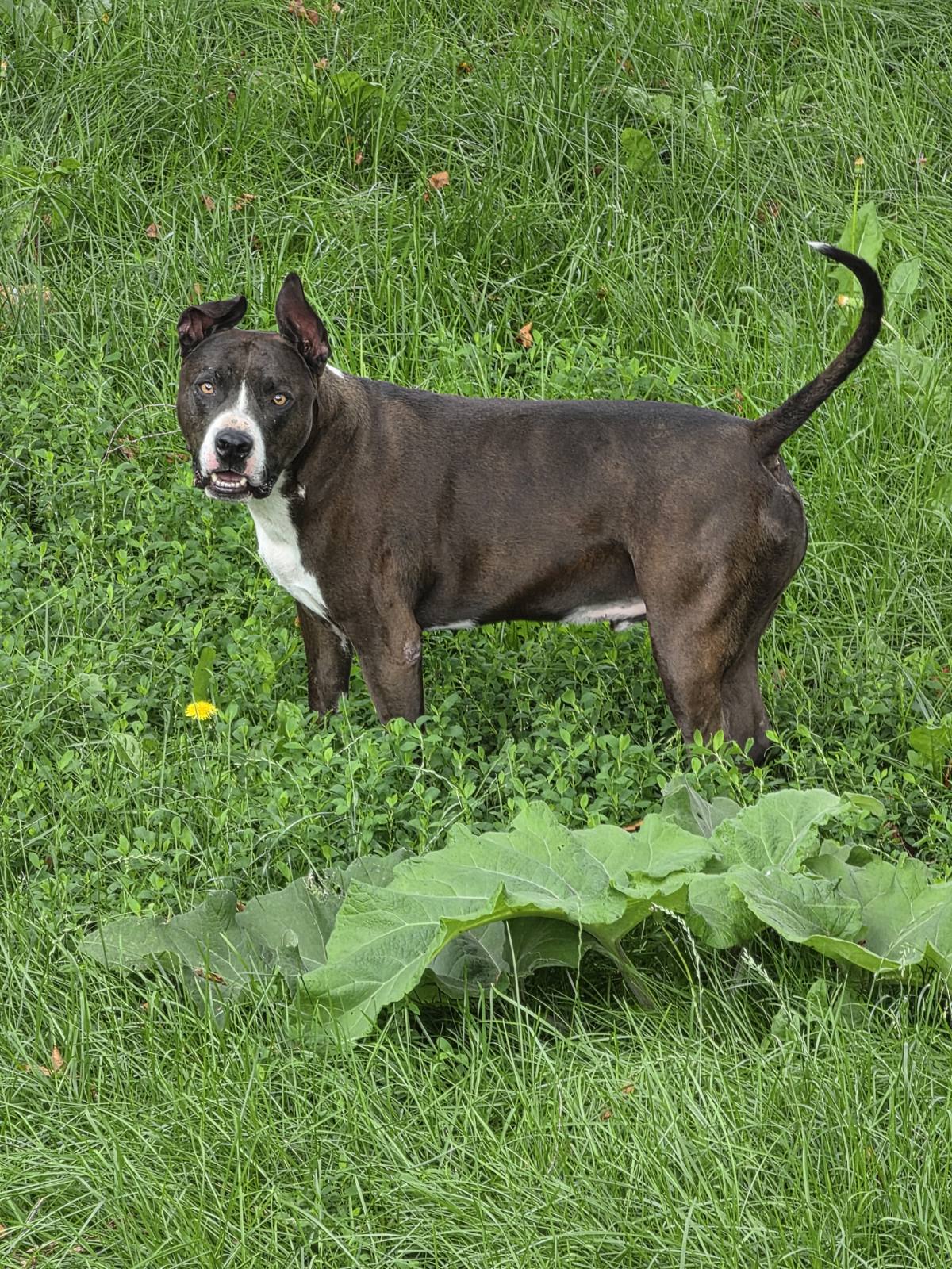 AMERICAN BULLDOG