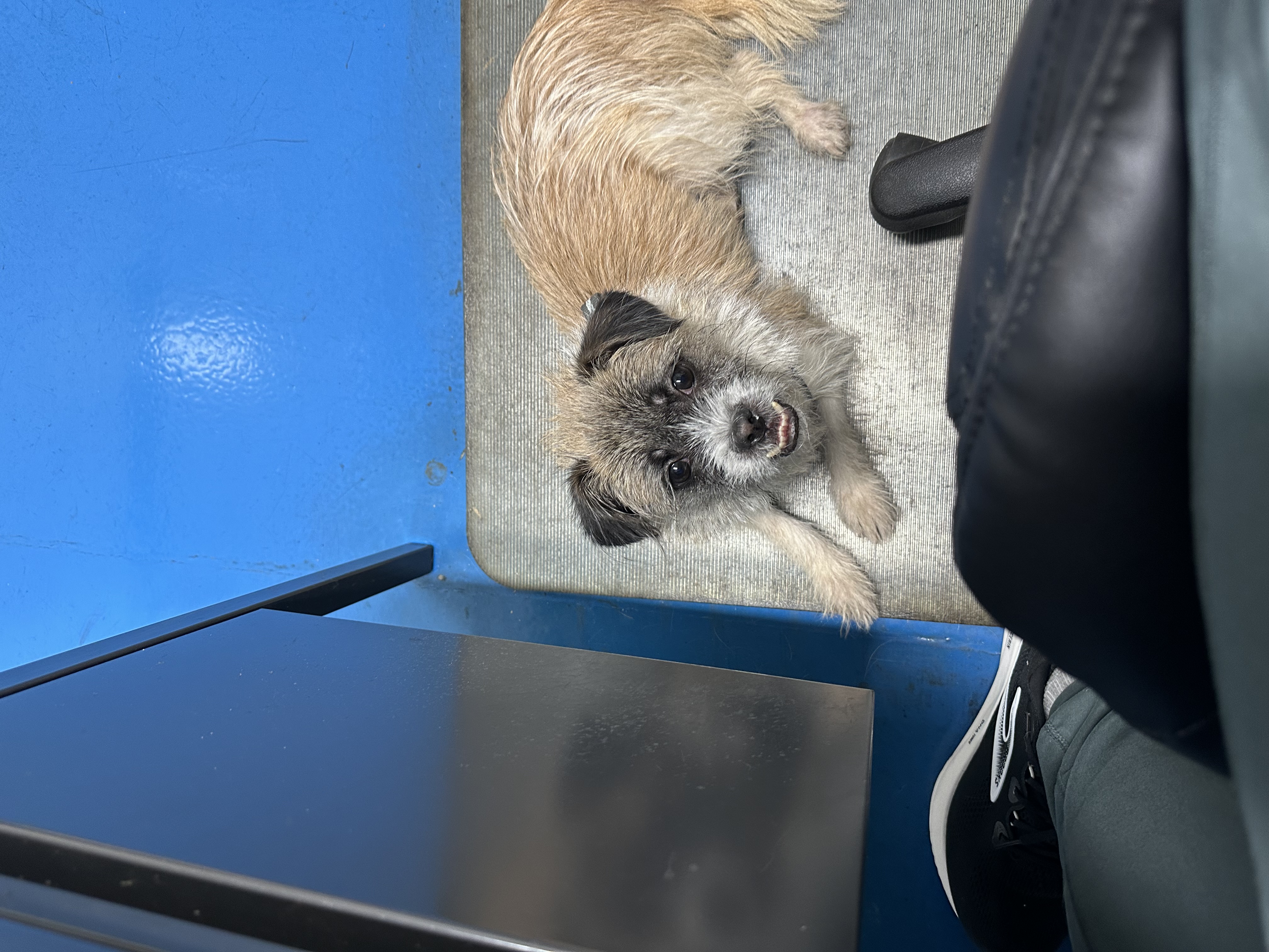 CAIRN TERRIER, BORDER TERRIER, BRUSSELS GRIFFON