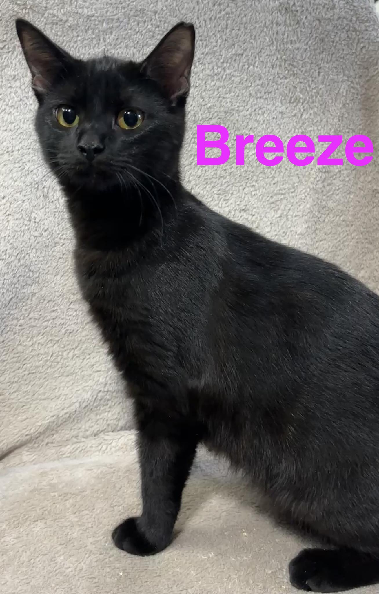  Breeze