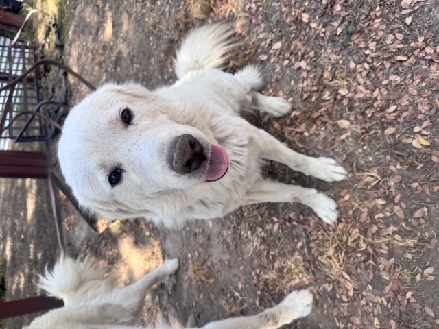 Ted