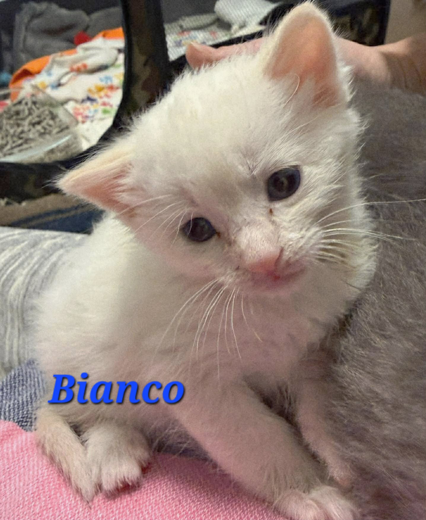 Bianco