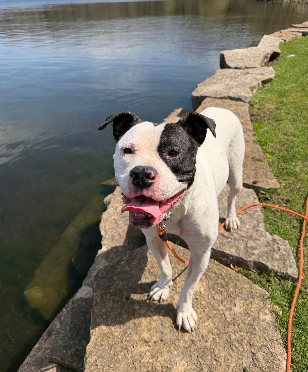 AMERICAN BULLDOG