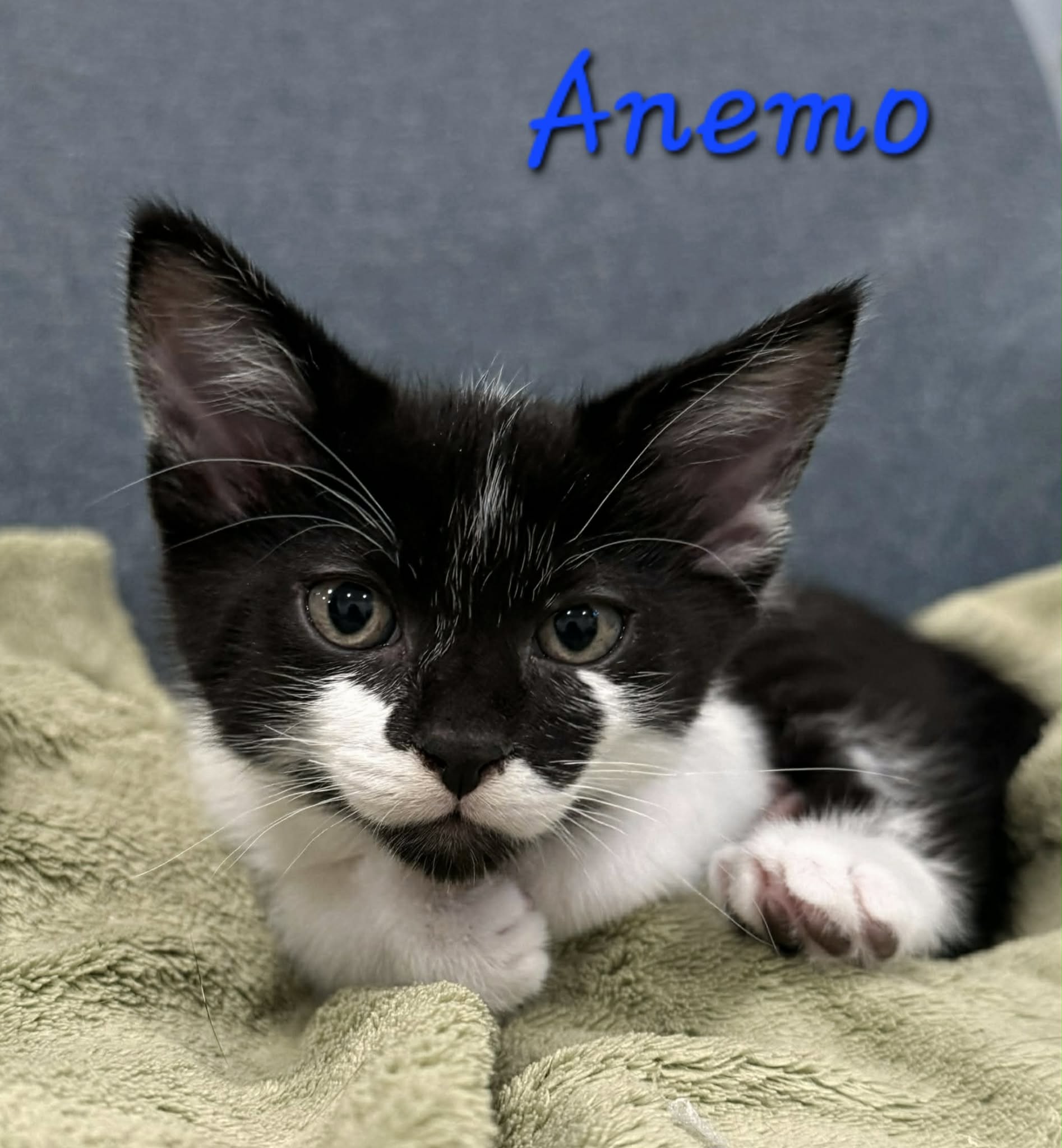 Anemo - (Elysia mom)